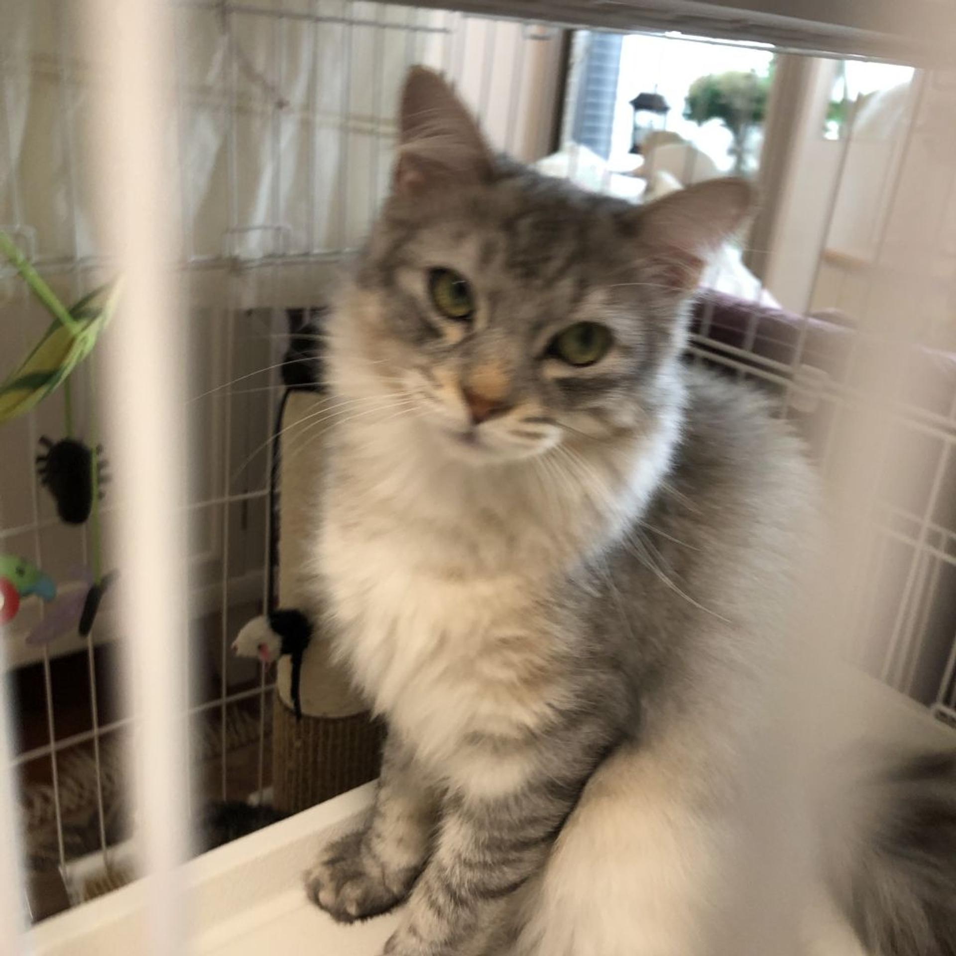 pet-image-4