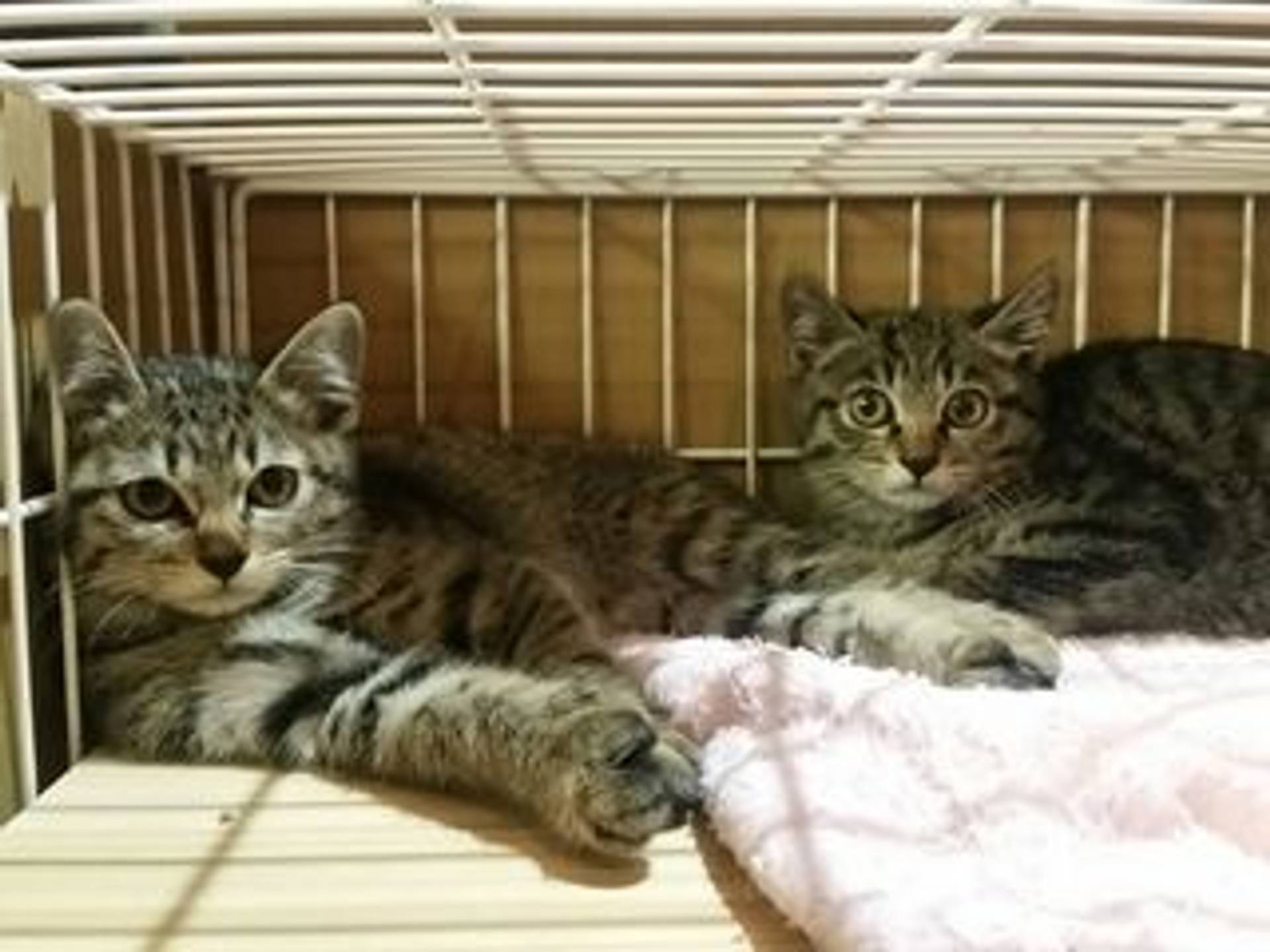 雑種（ミックス猫）・オスの里親募集の写真