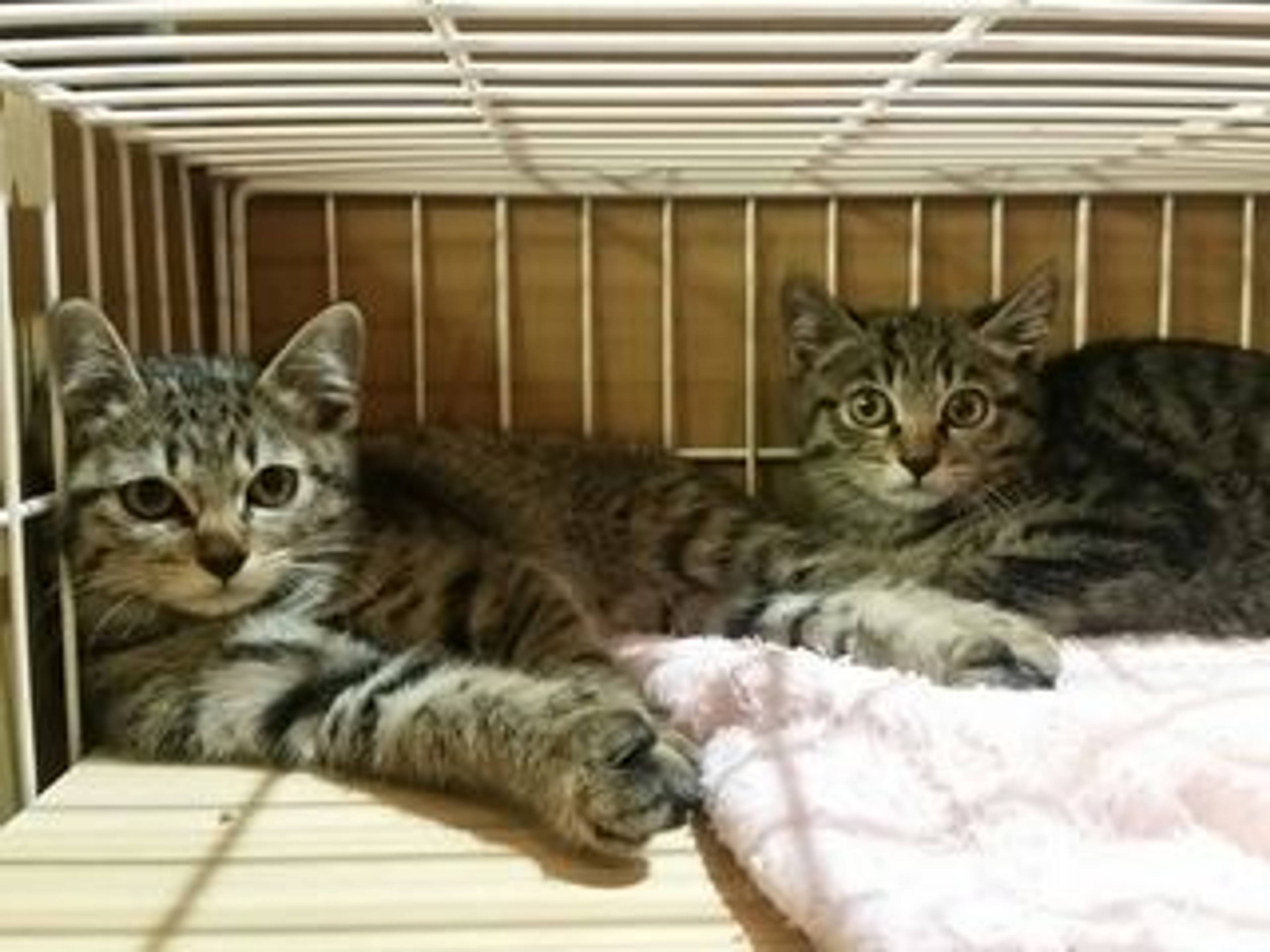 雑種（ミックス猫）・オスの里親募集の写真