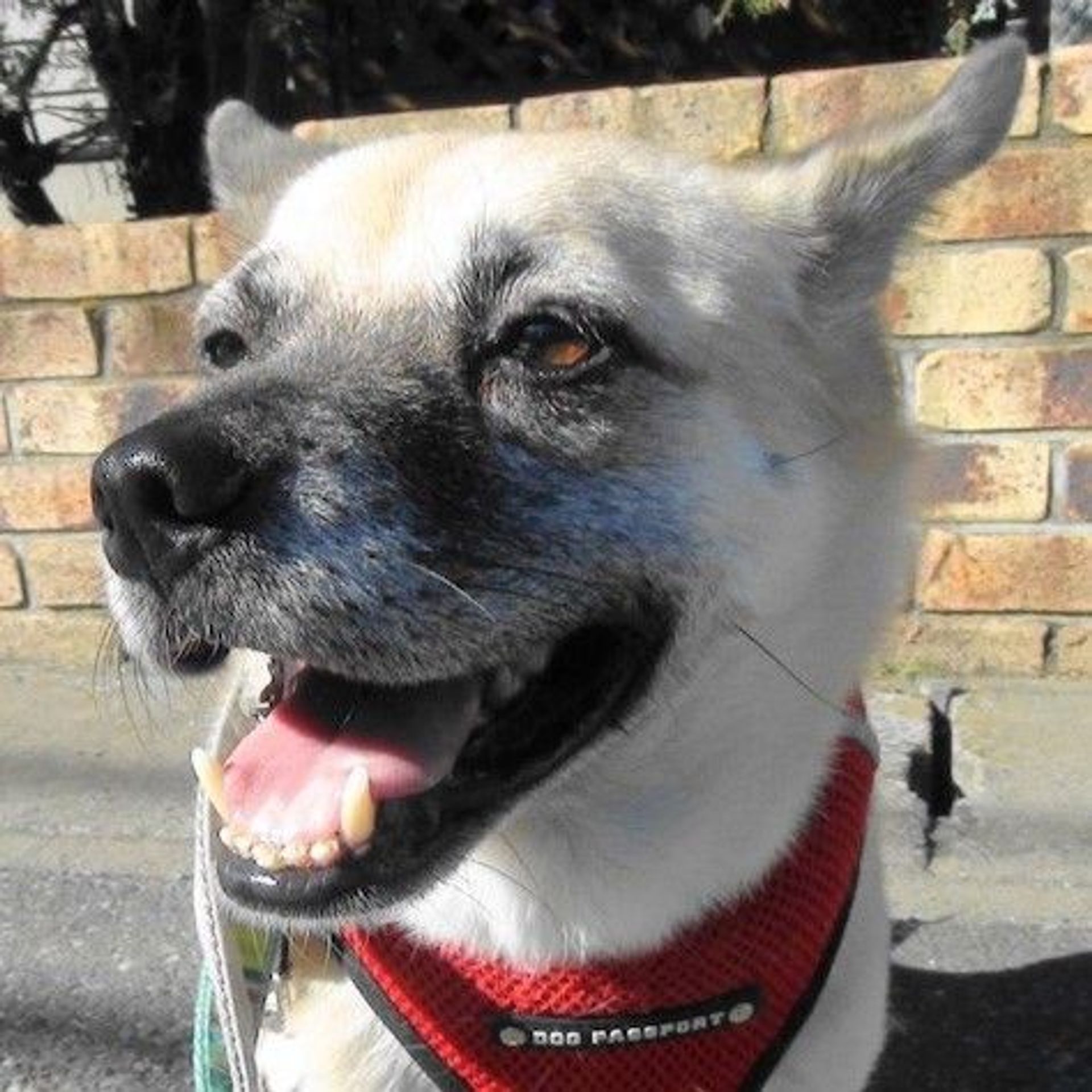 雑種（ミックス犬）・オスの里親募集の写真