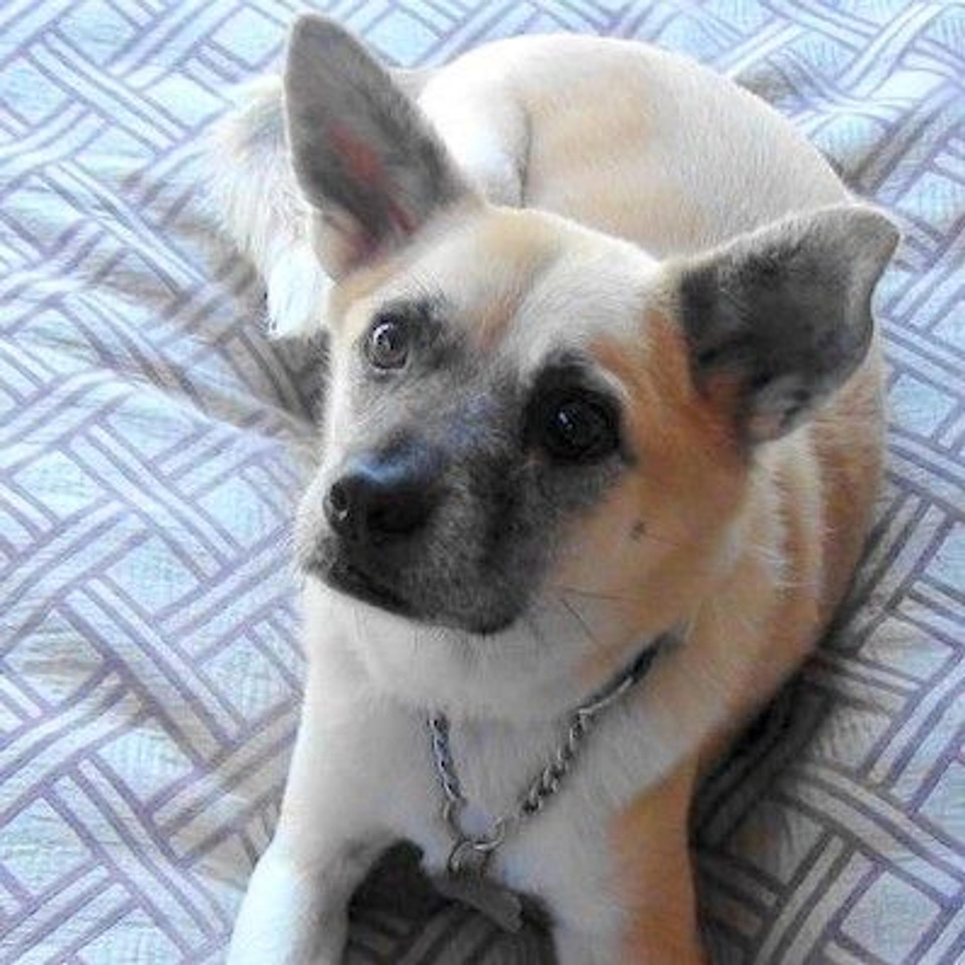 pet-image-3