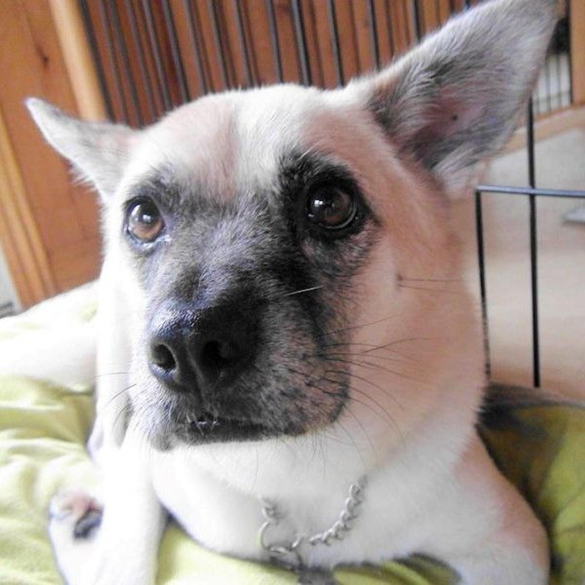 pet-image-4