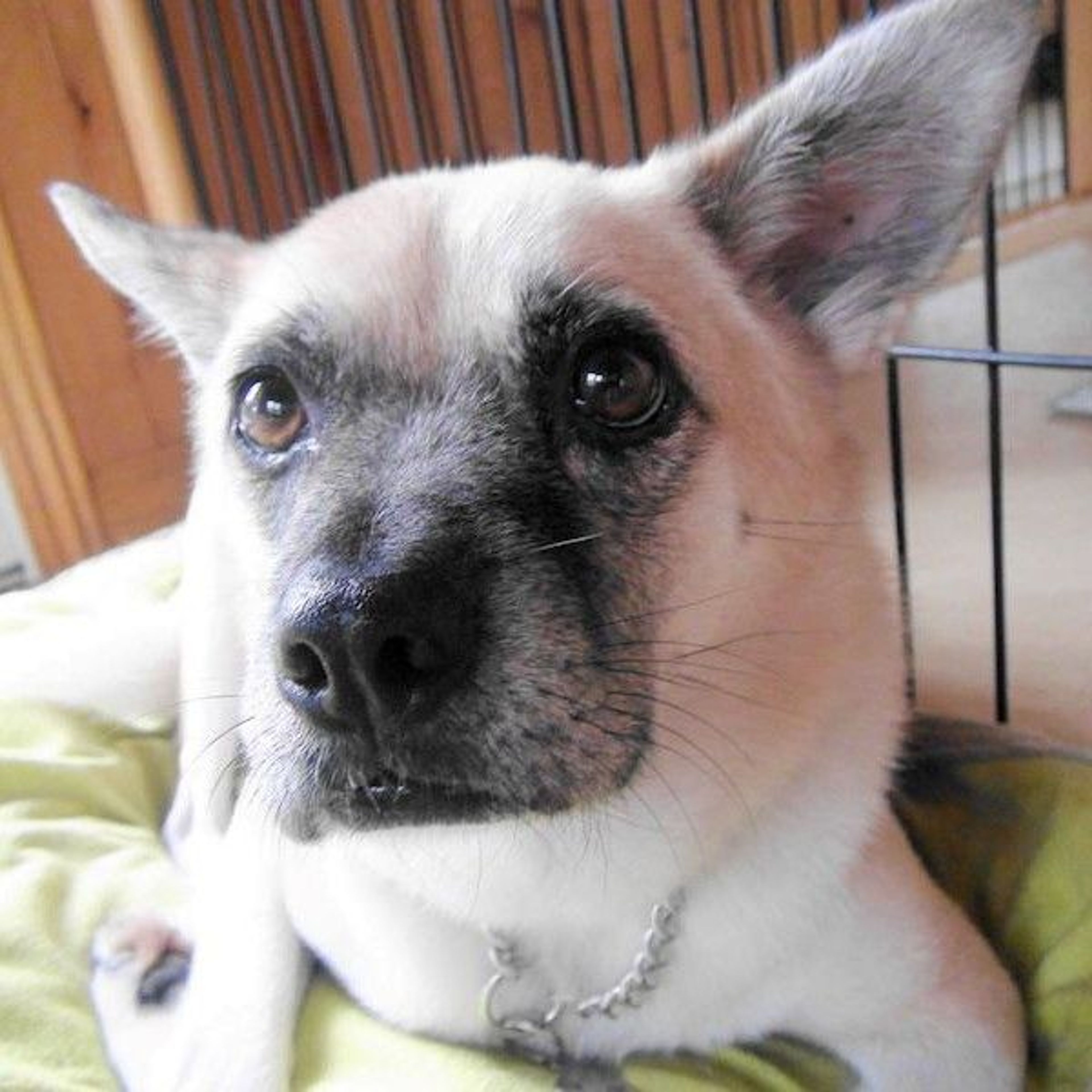pet-image-4