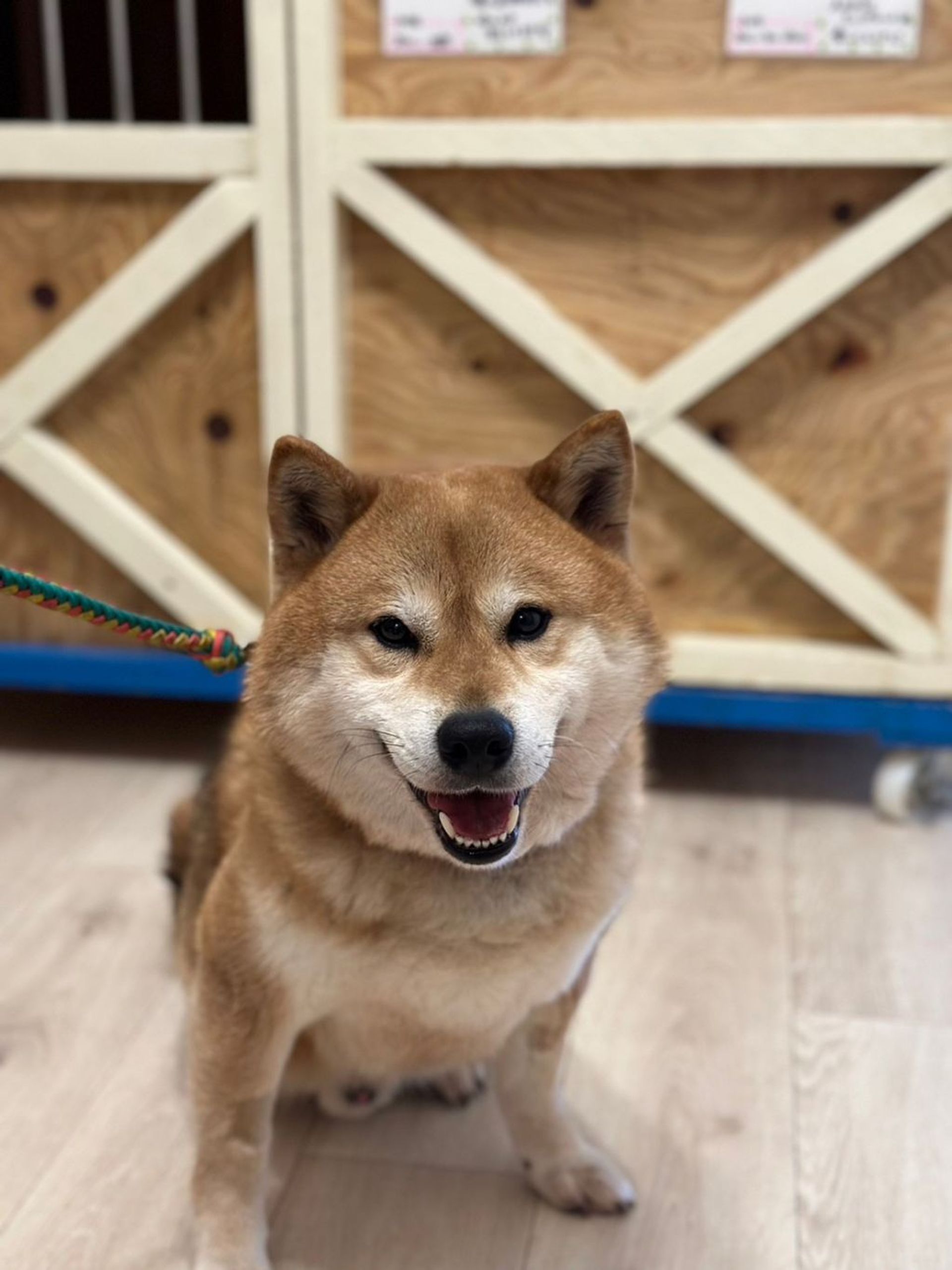 柴犬・オスの里親募集の写真