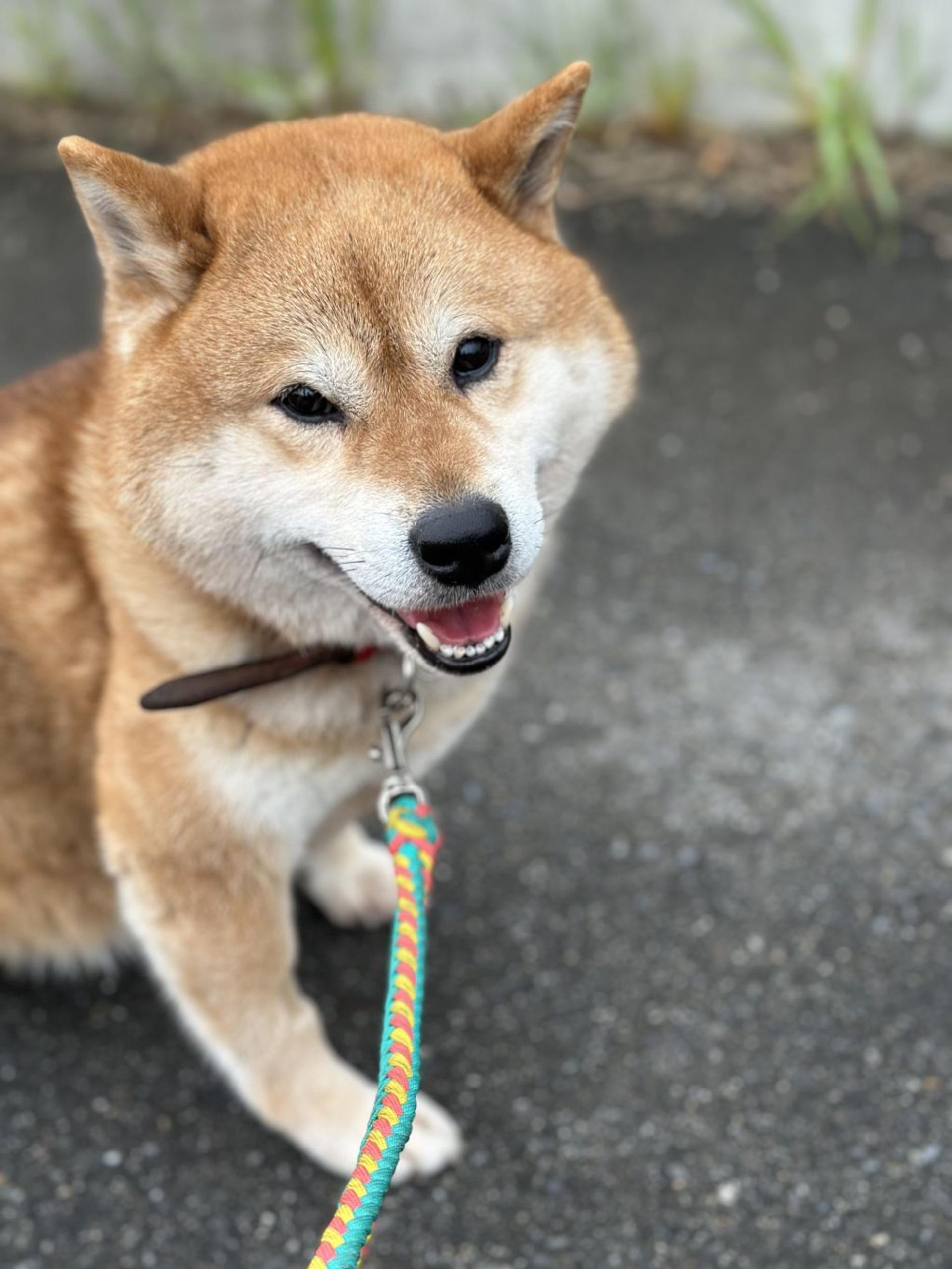 pet-image-5