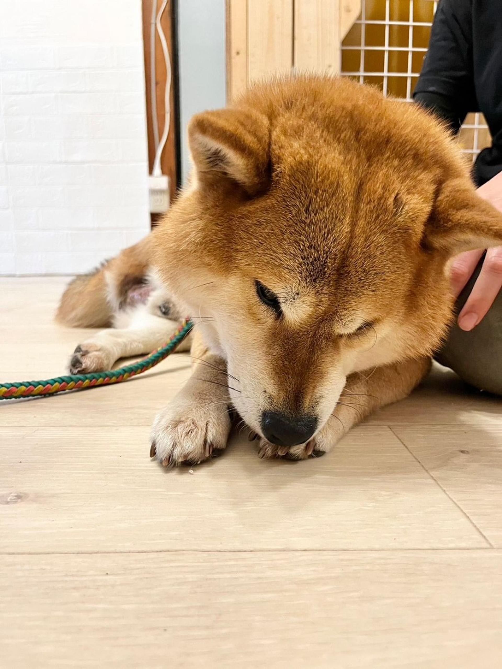 pet-image-10