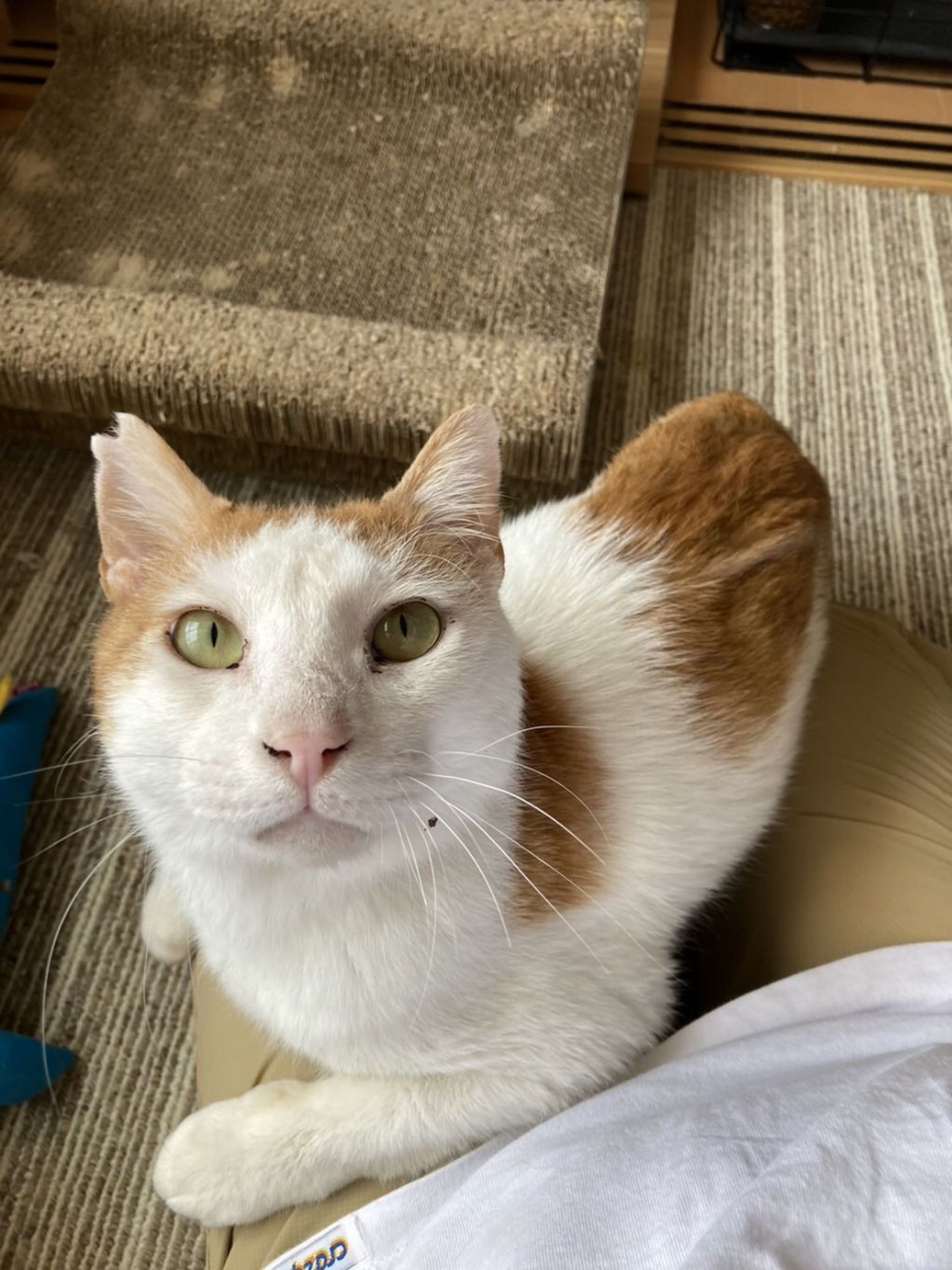 雑種（ミックス猫）・オスの里親募集の写真