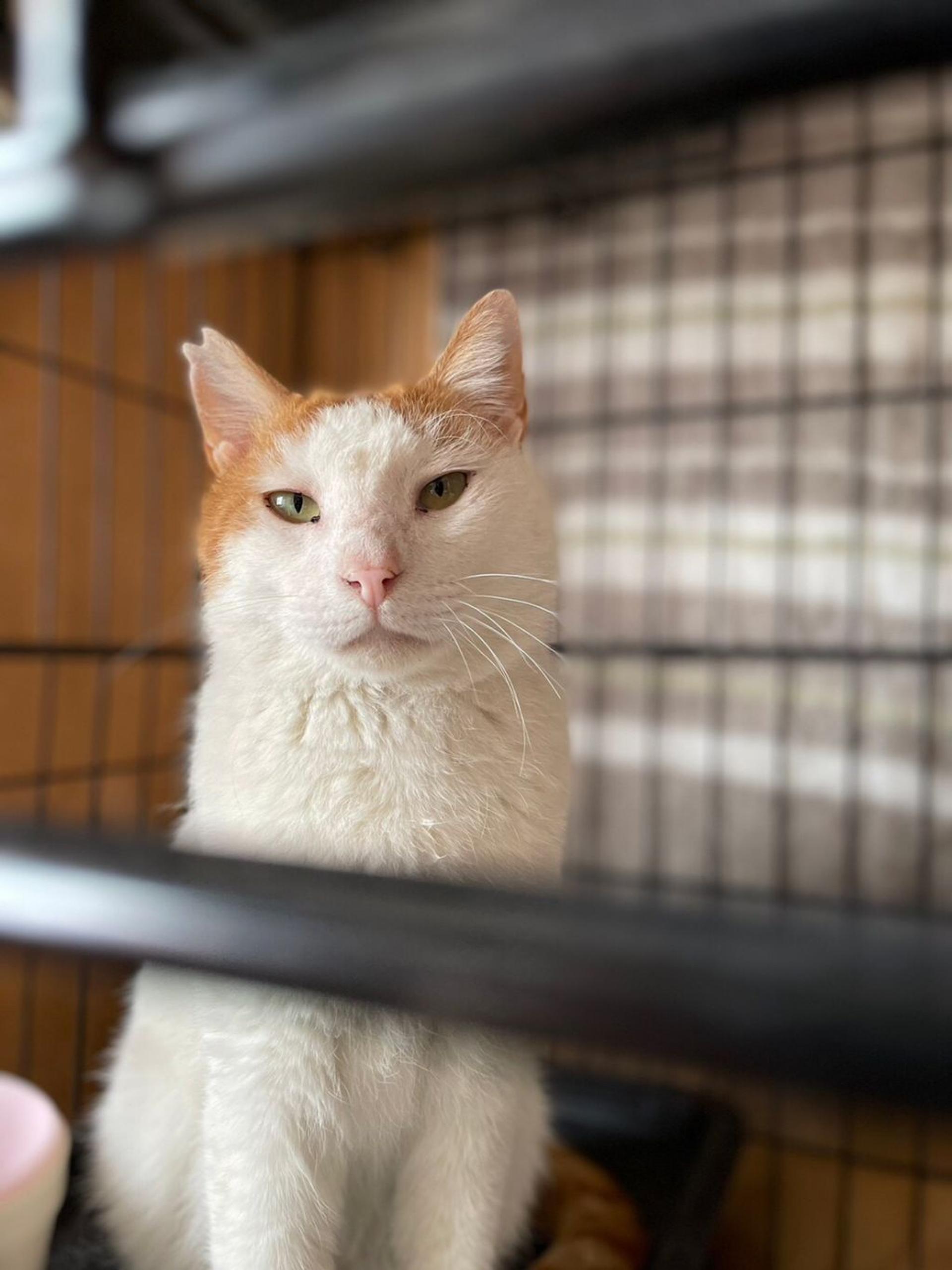 pet-image-3