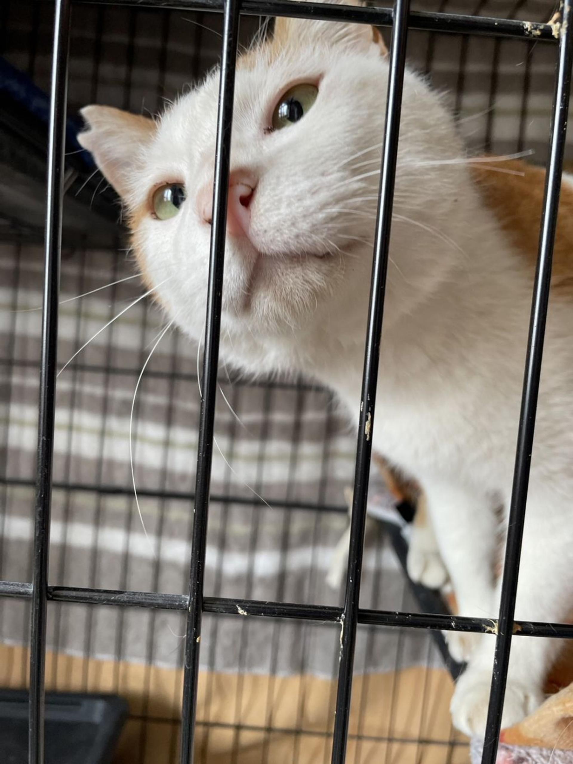 pet-image-4