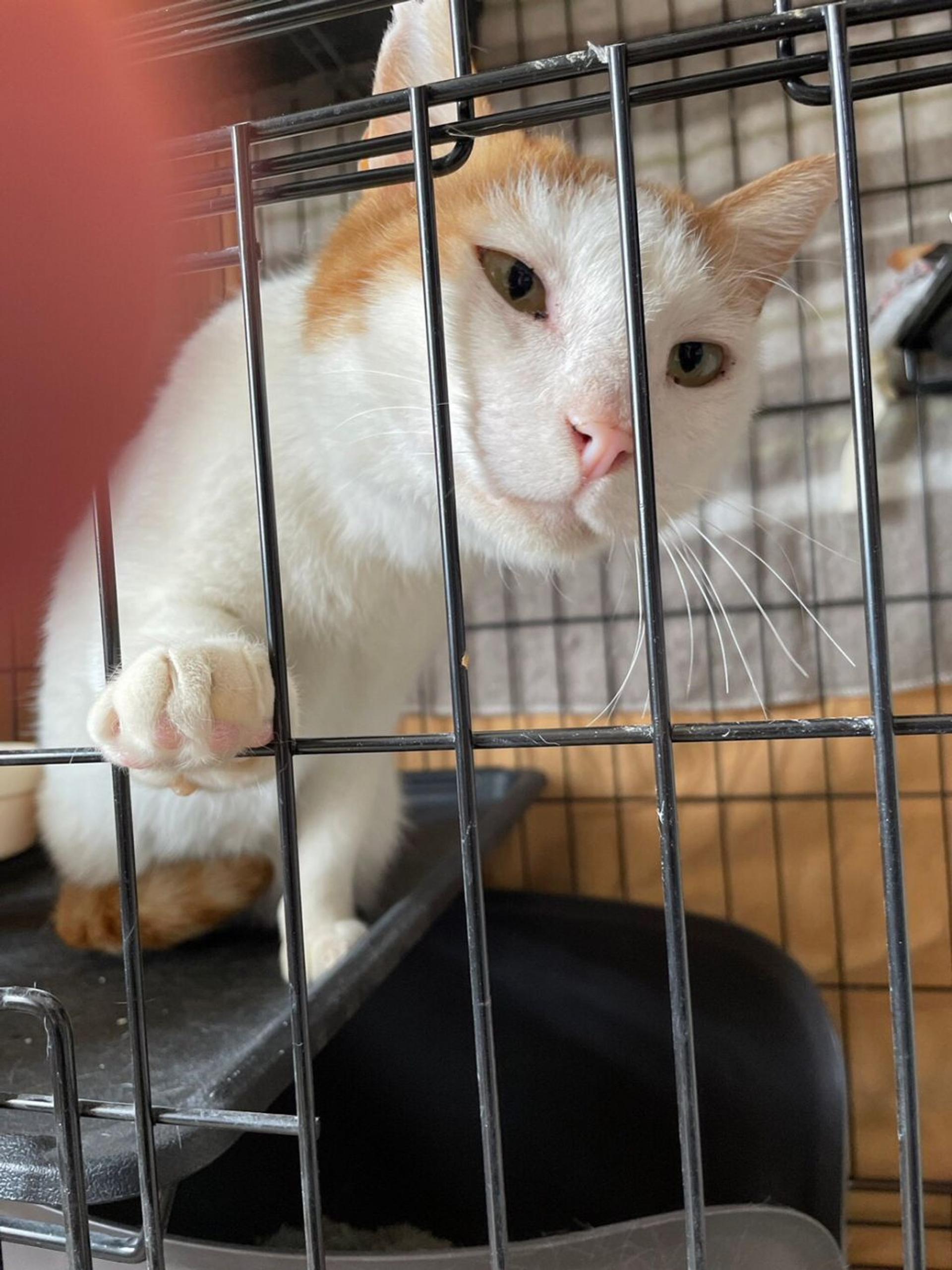 pet-image-5