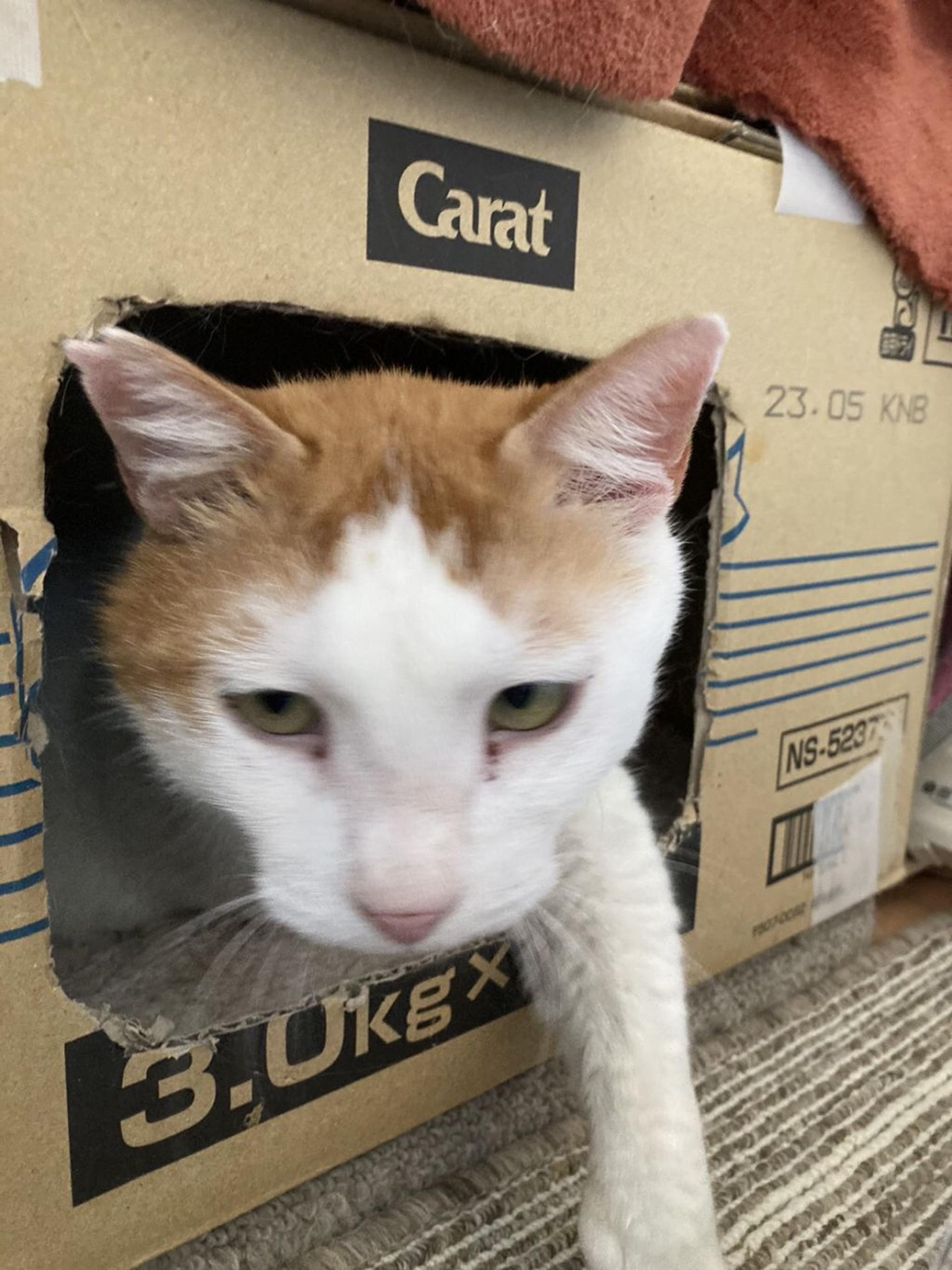 pet-image-7