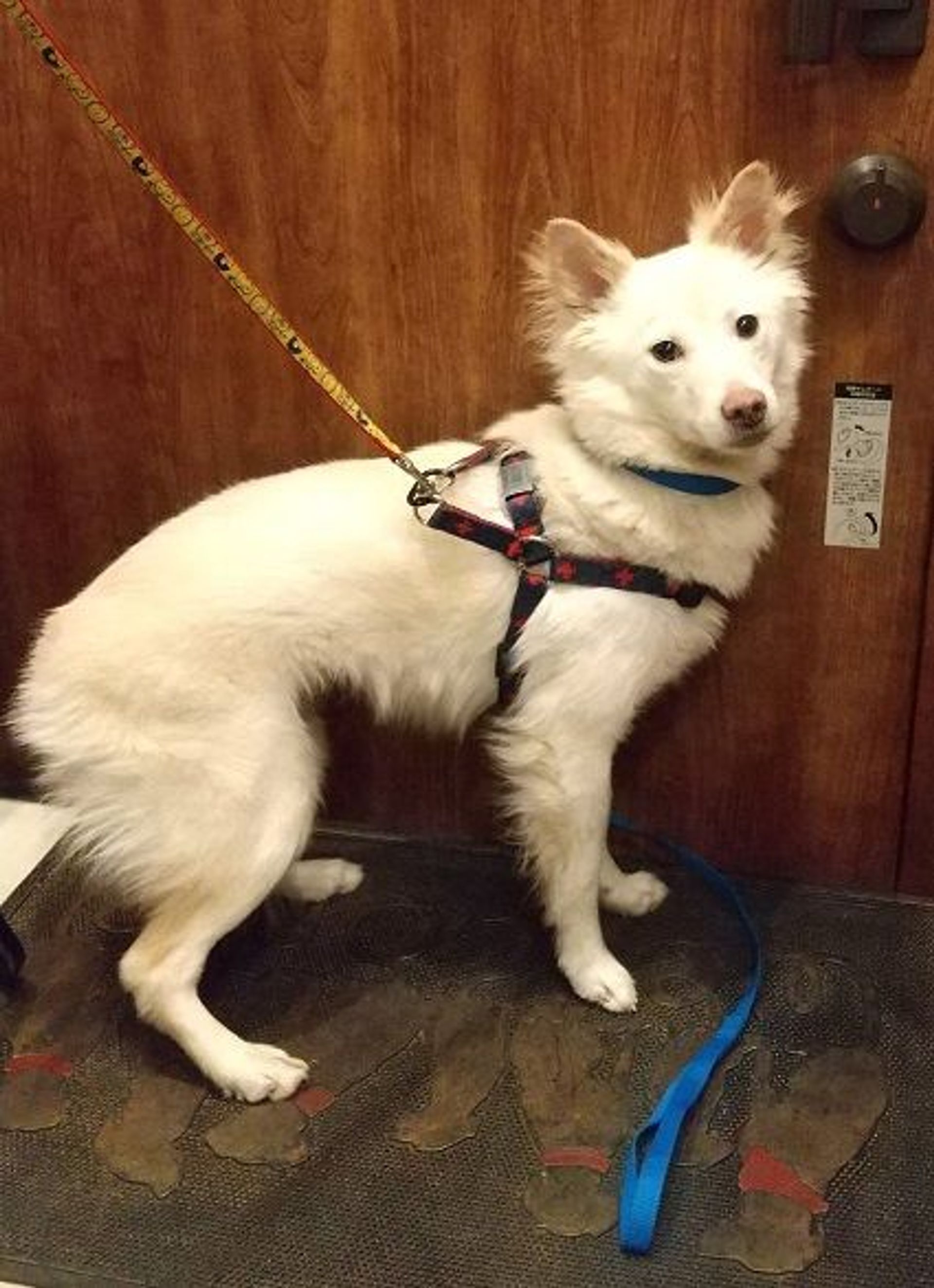雑種（ミックス犬）・メスの里親募集の写真