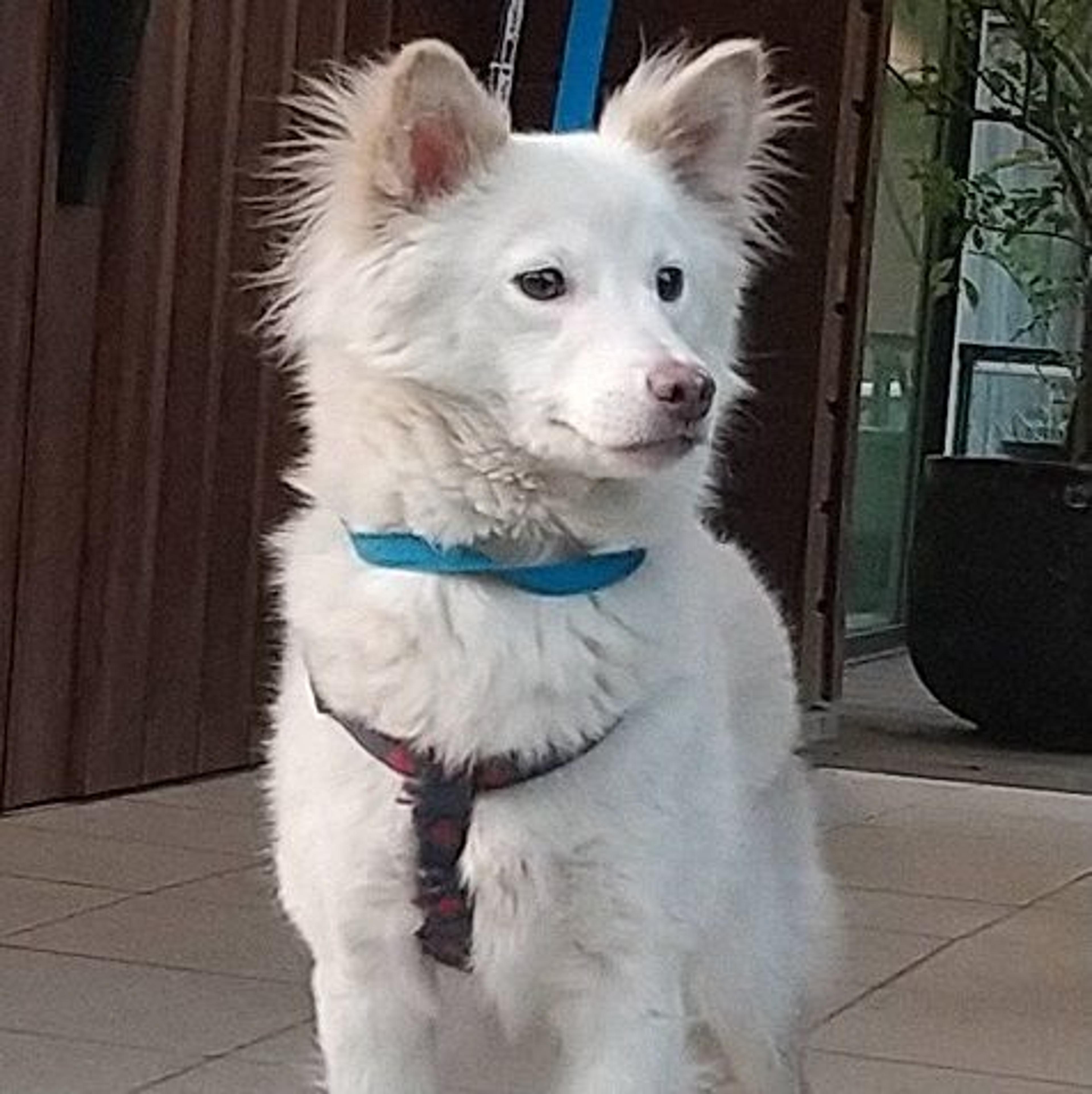 pet-image-2