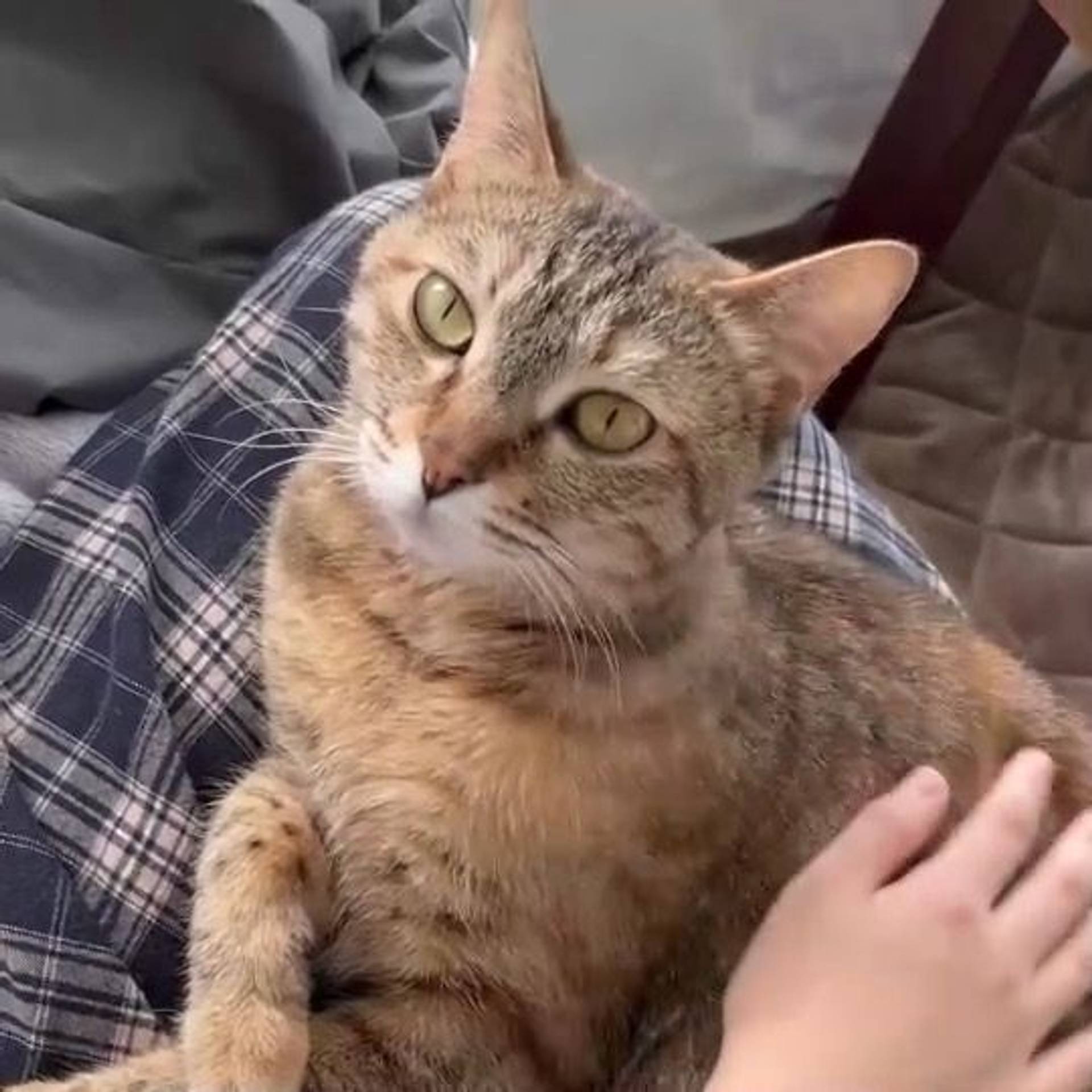 雑種（ミックス猫）・メスの里親募集の写真