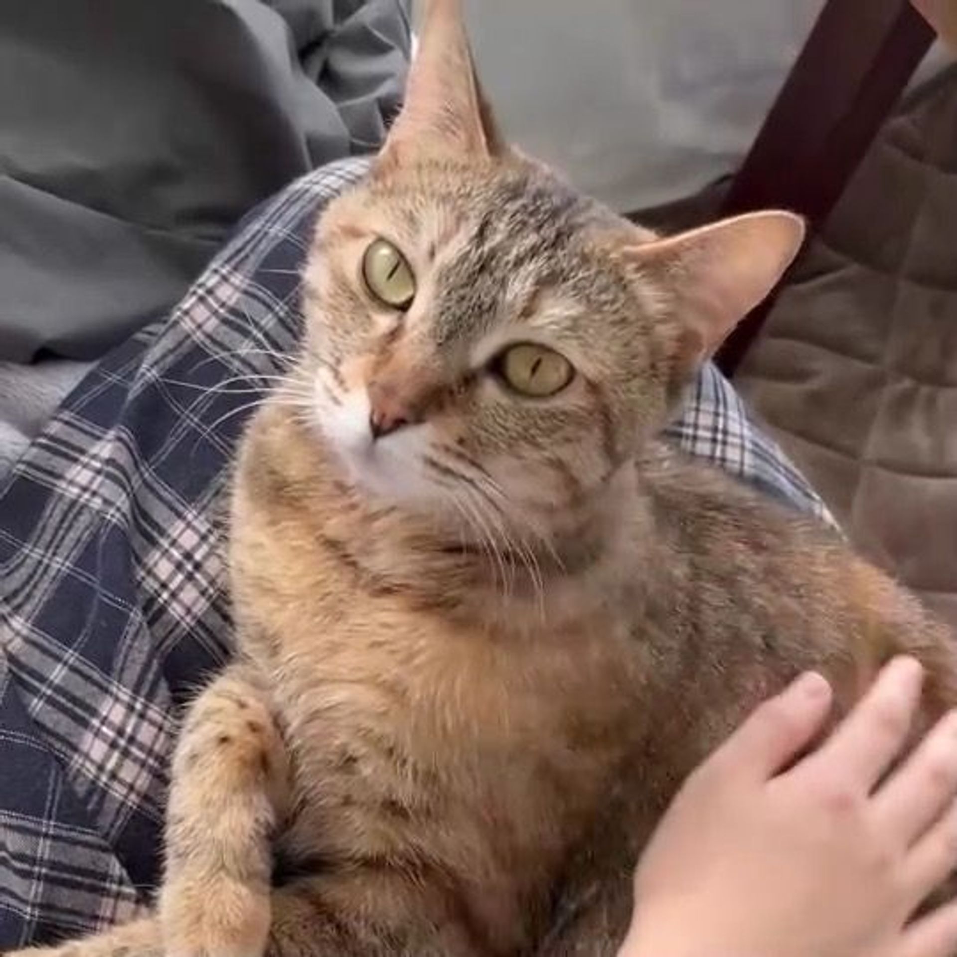 雑種（ミックス猫）・メスの里親募集の写真