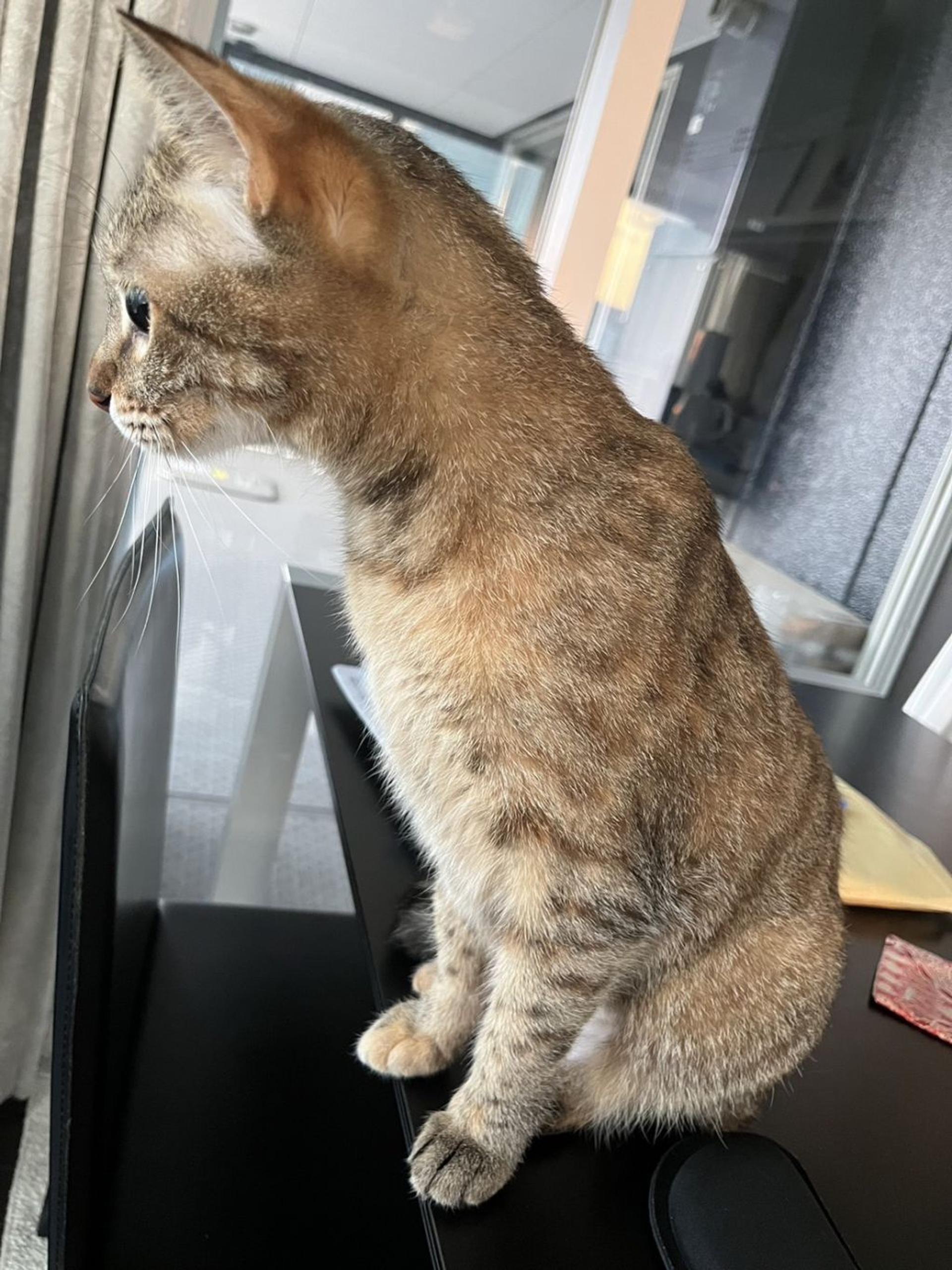 pet-image-3