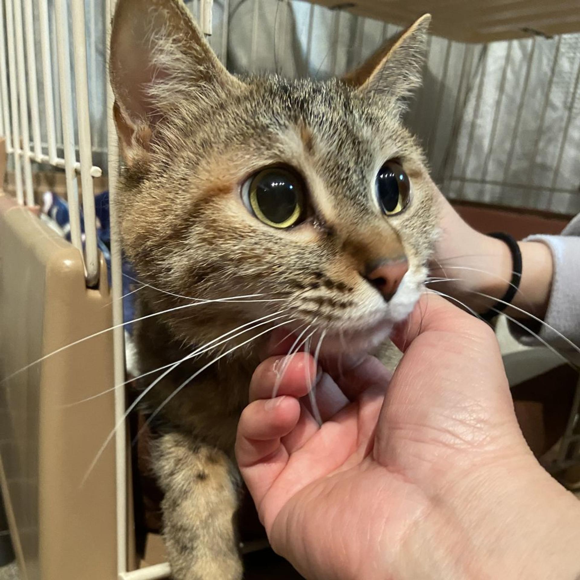 pet-image-5