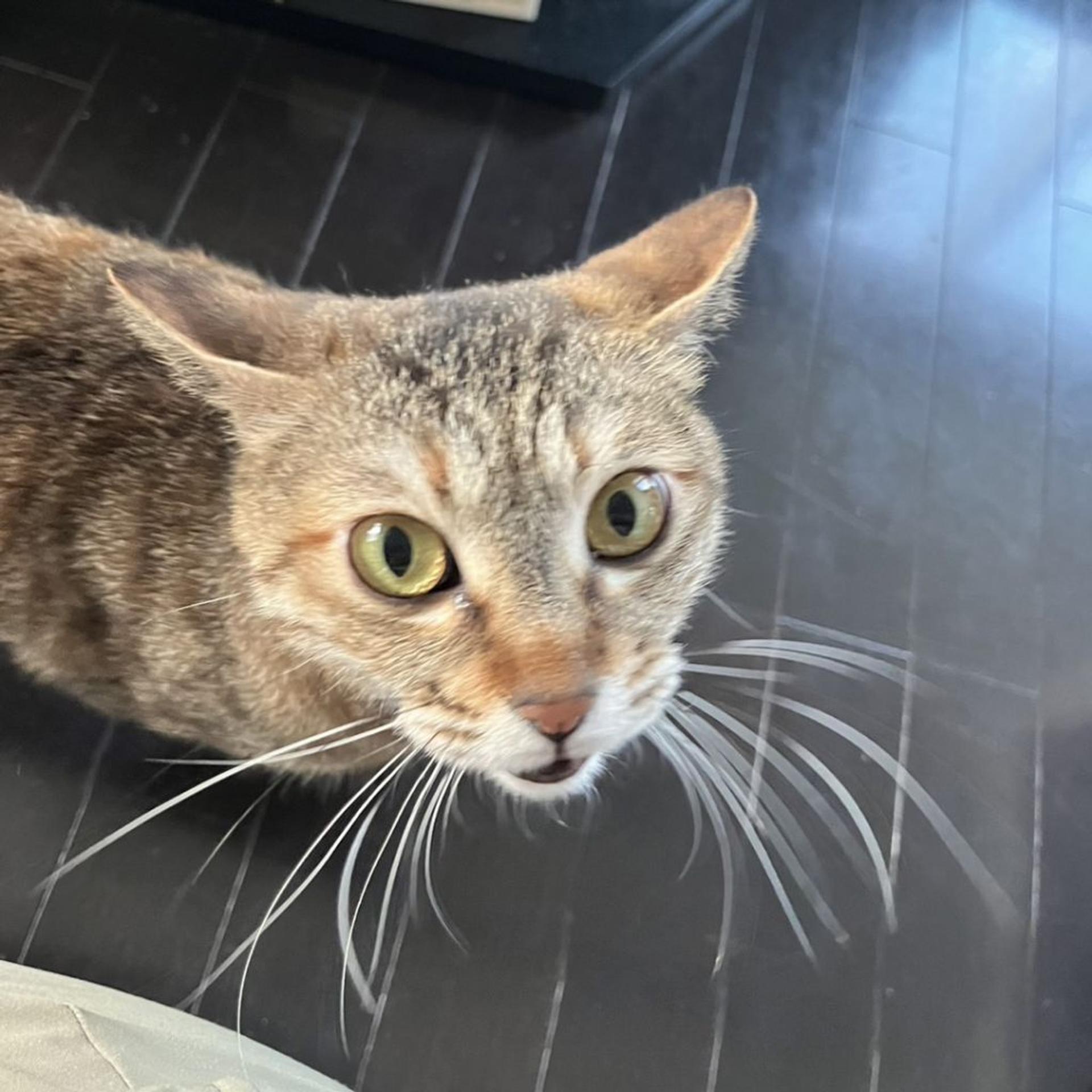 pet-image-7