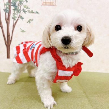 よこちゃんの写真
