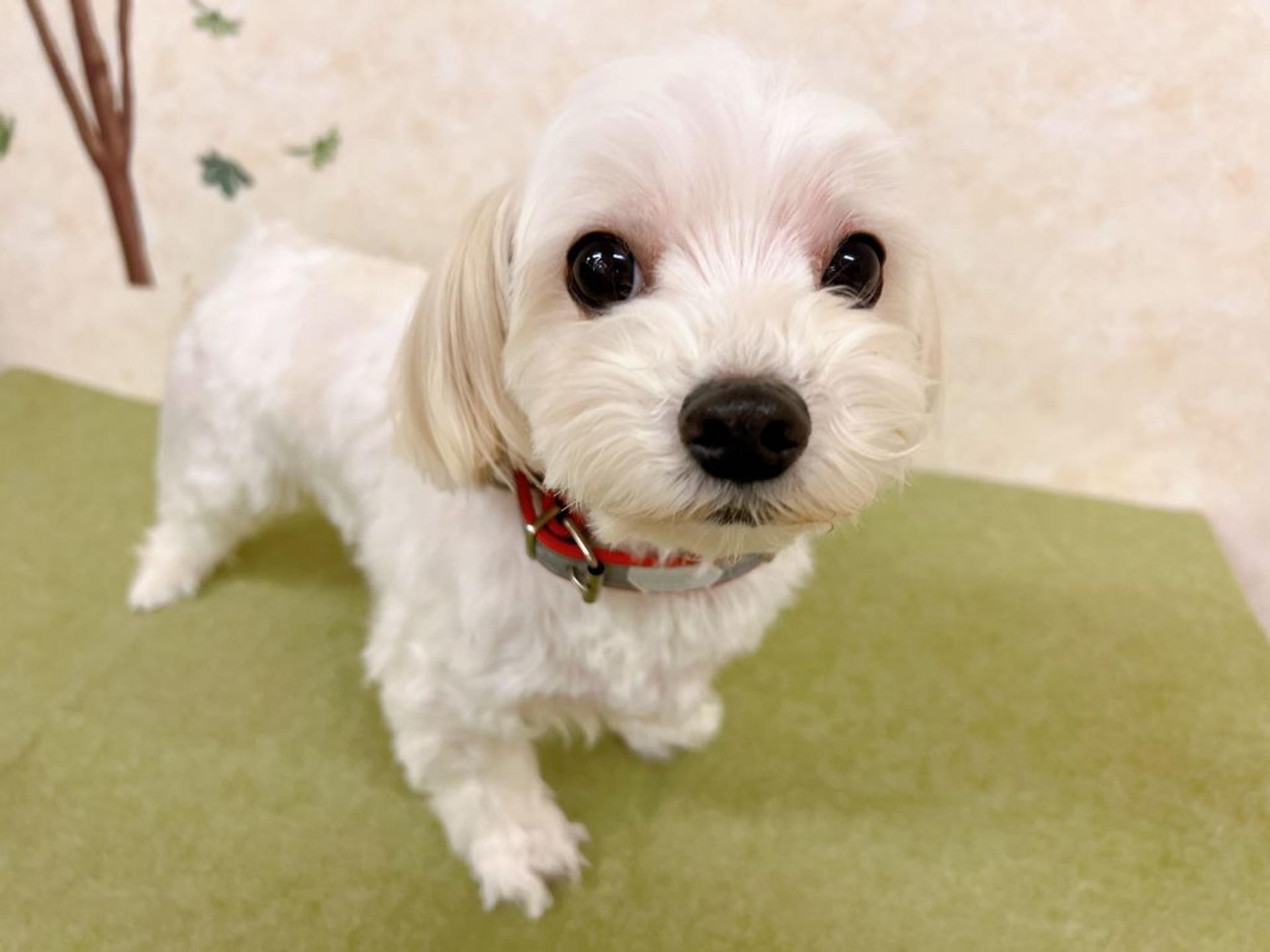 pet-image-2