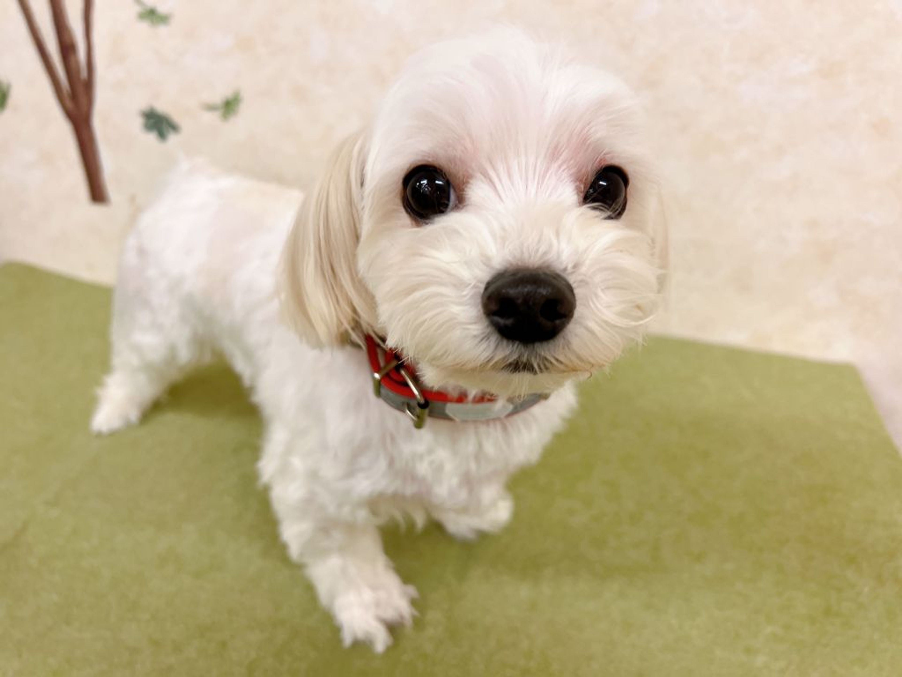 pet-image-2