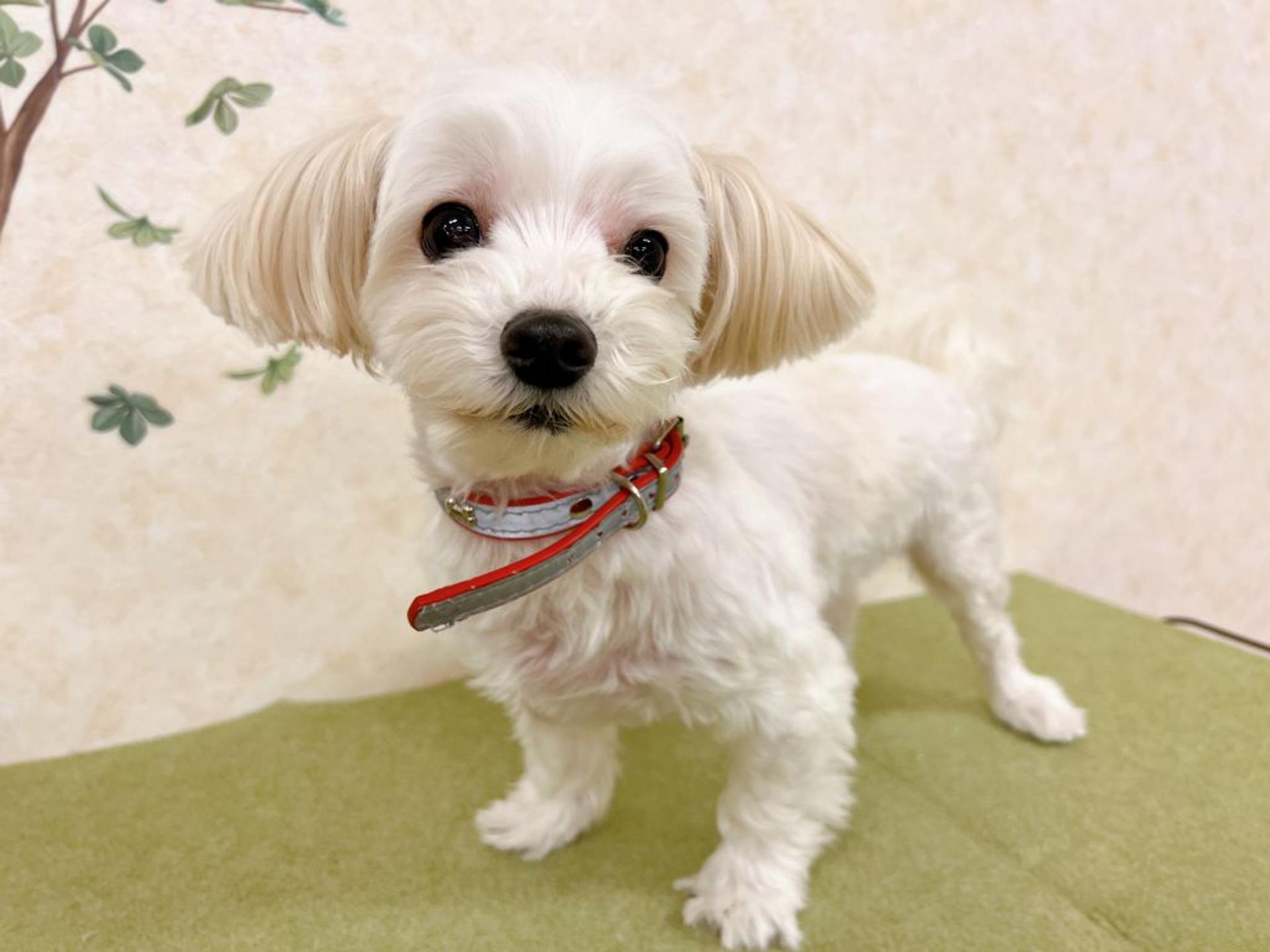 pet-image-3