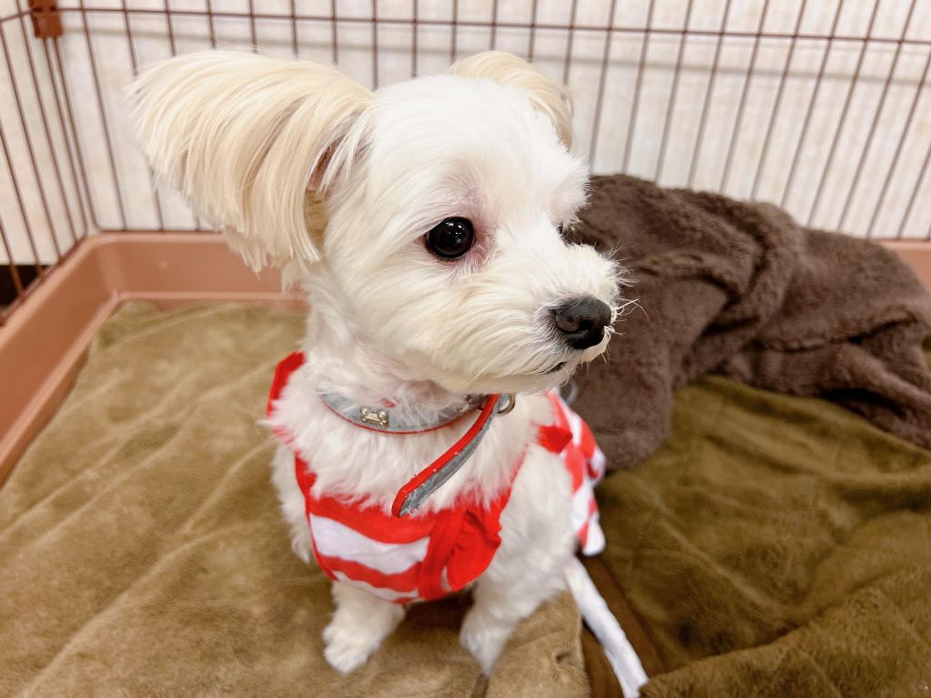 pet-image-8