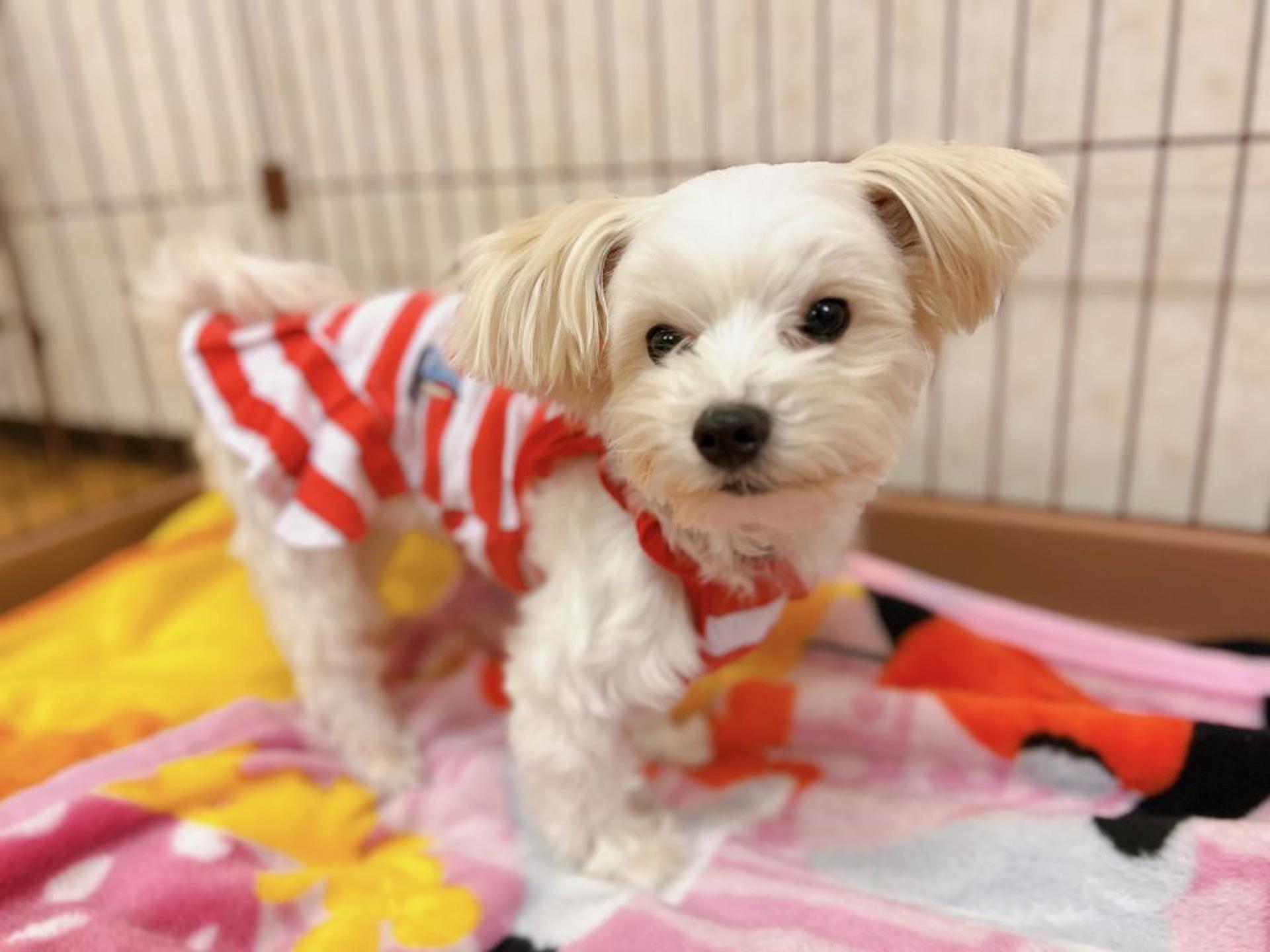 pet-image-10
