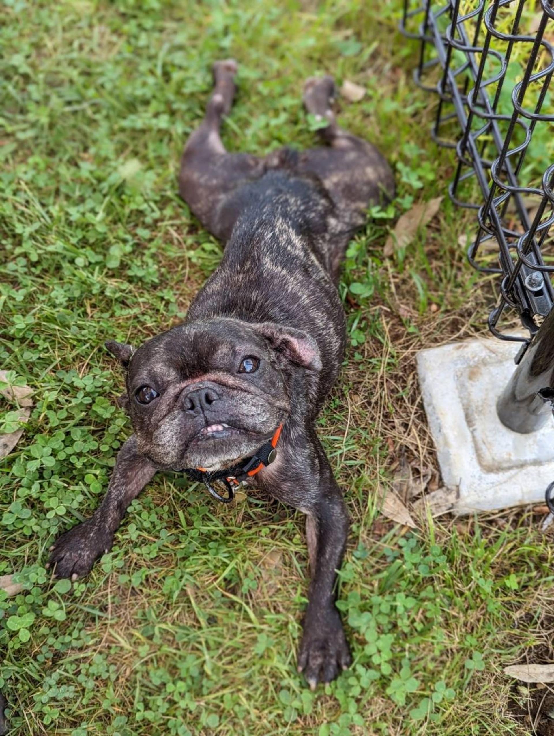 pet-image-2