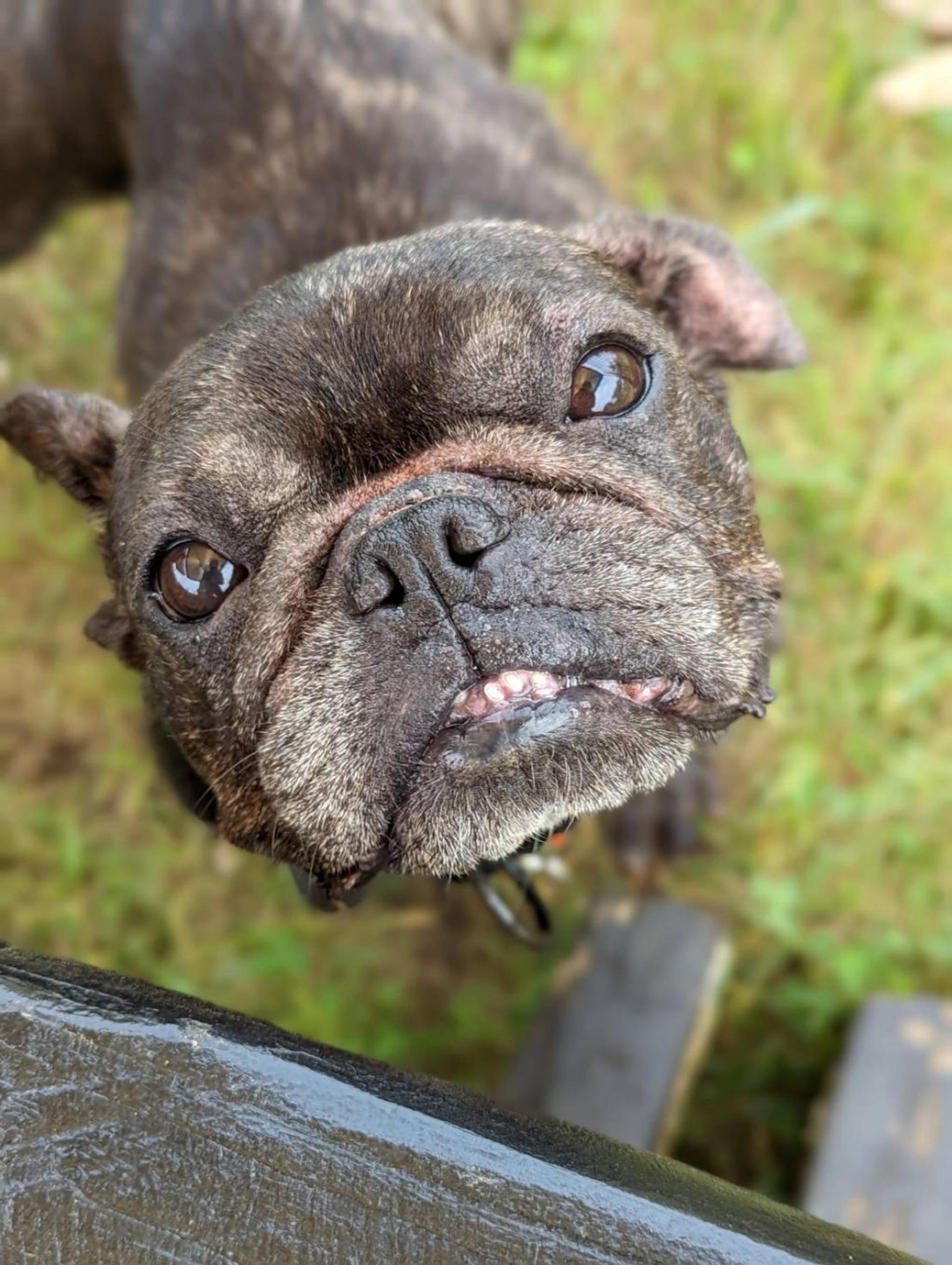 pet-image-6