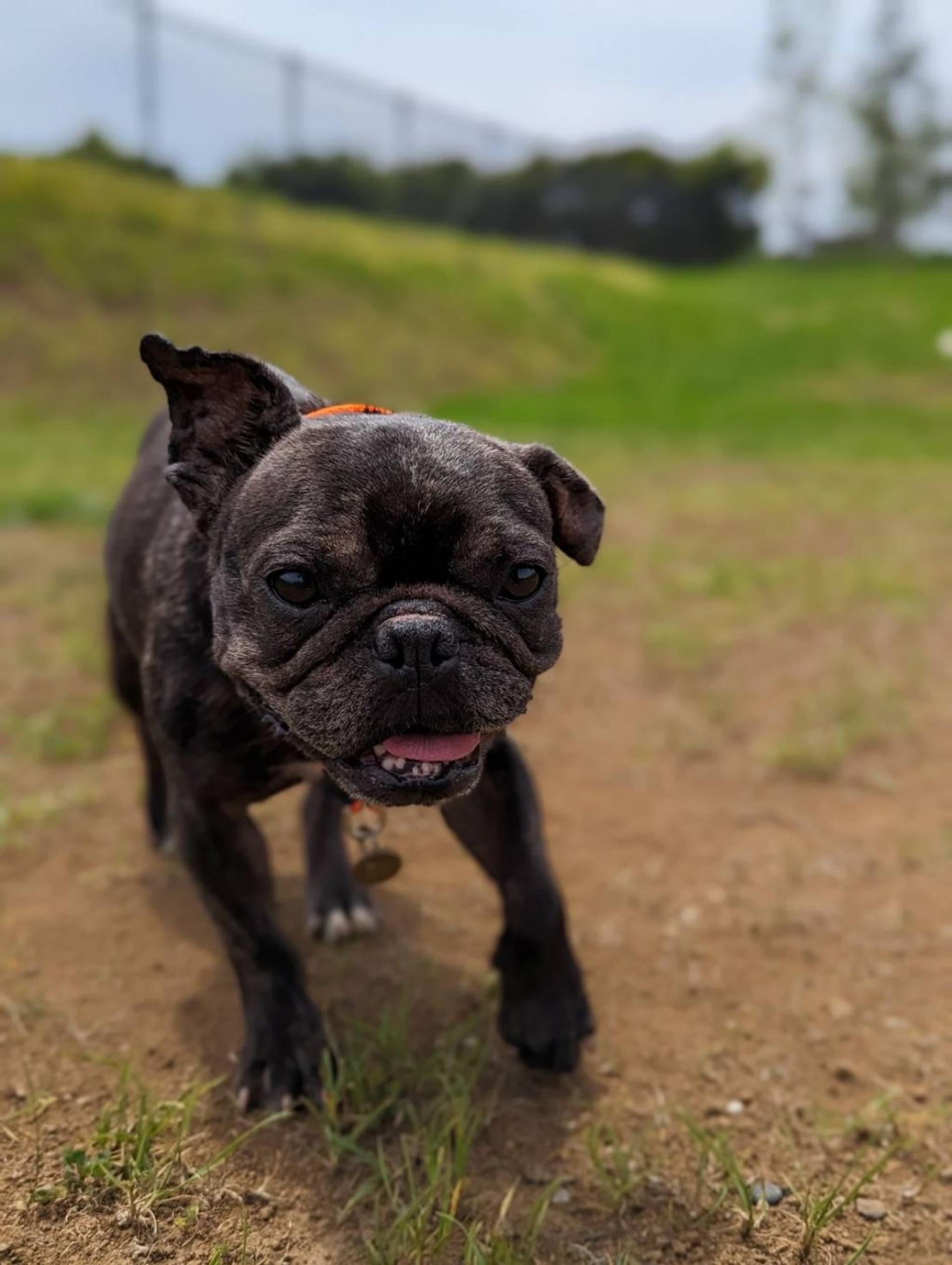 pet-image-8