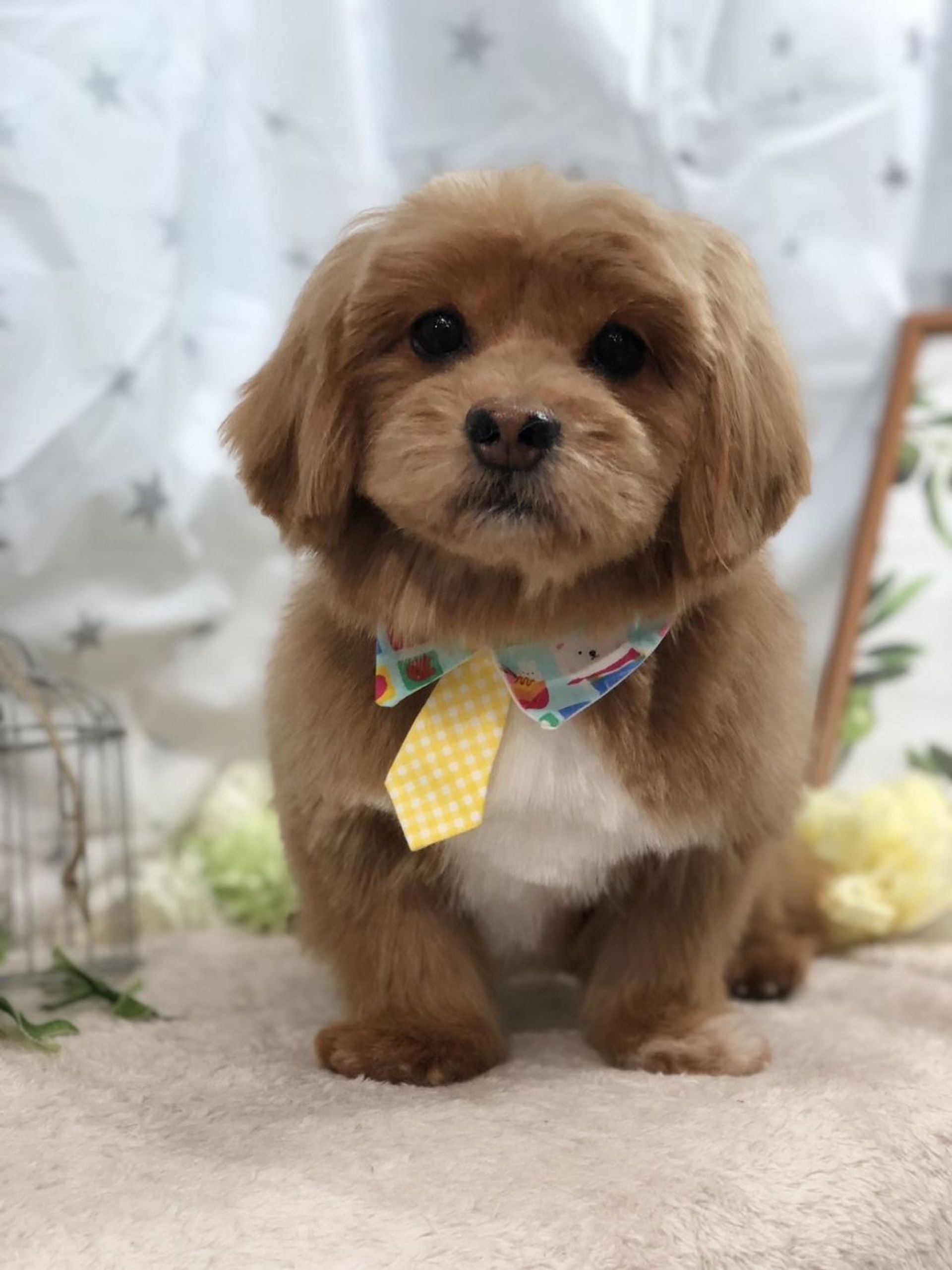 雑種（ミックス犬）・オスの里親募集の写真