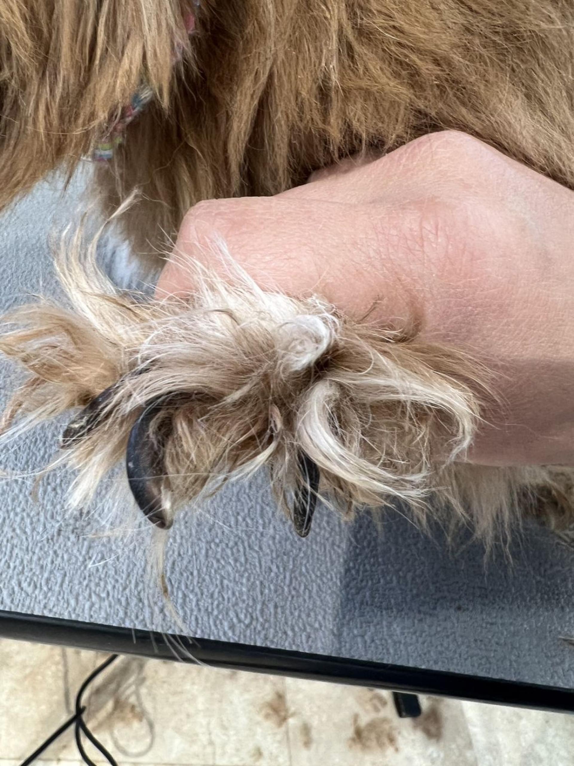 pet-image-7