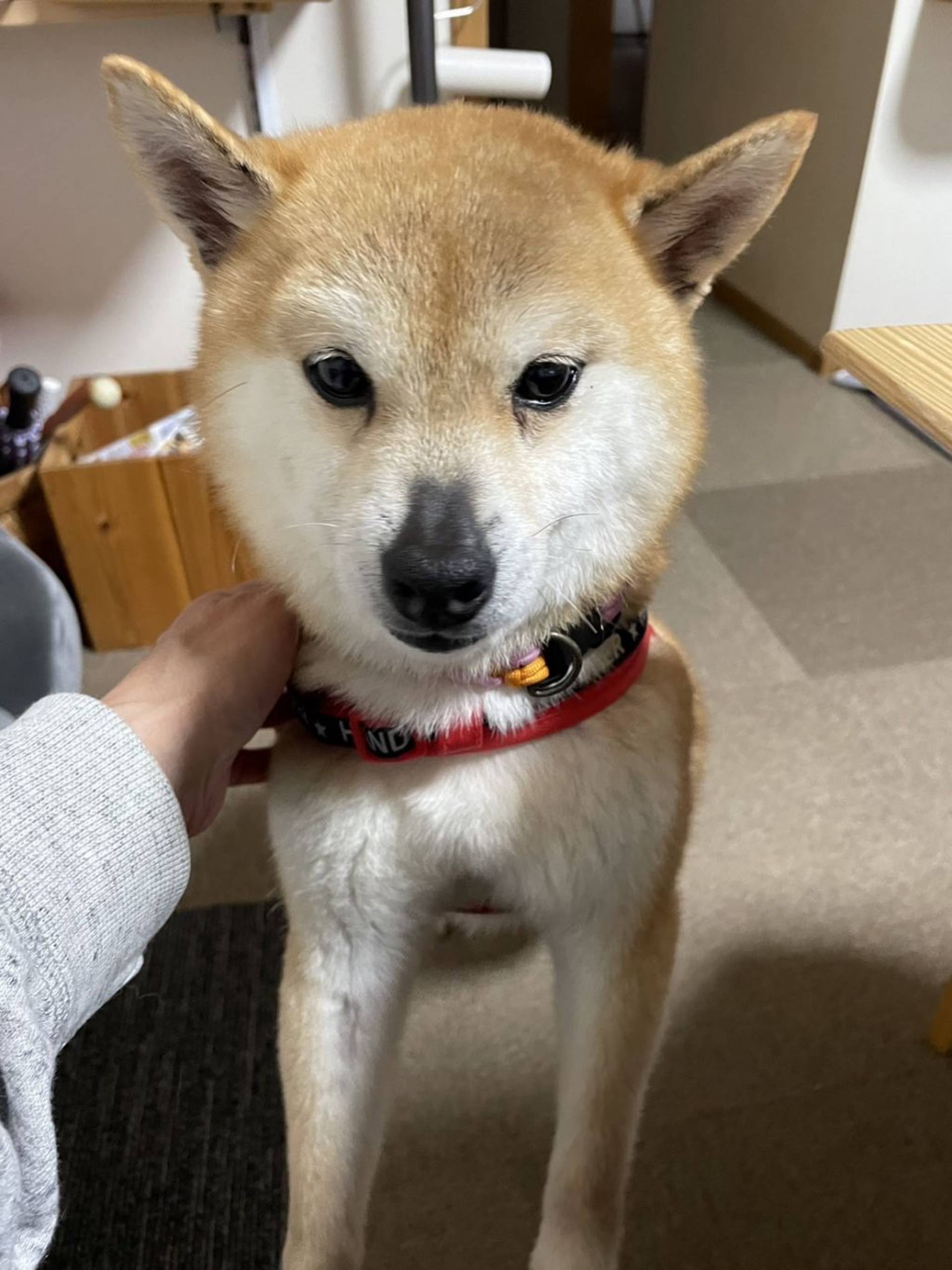 柴犬・メスの里親募集の写真