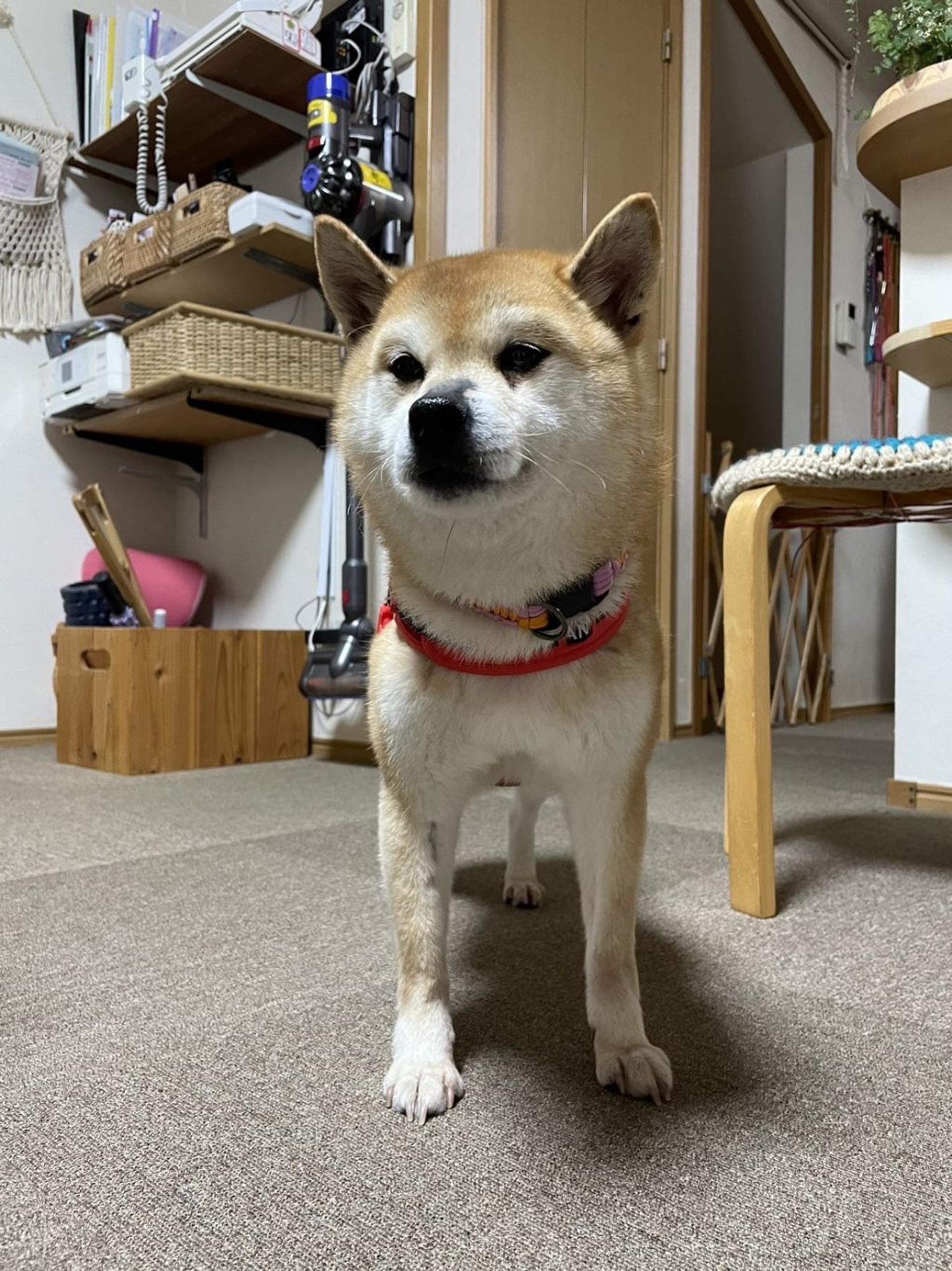 pet-image-4