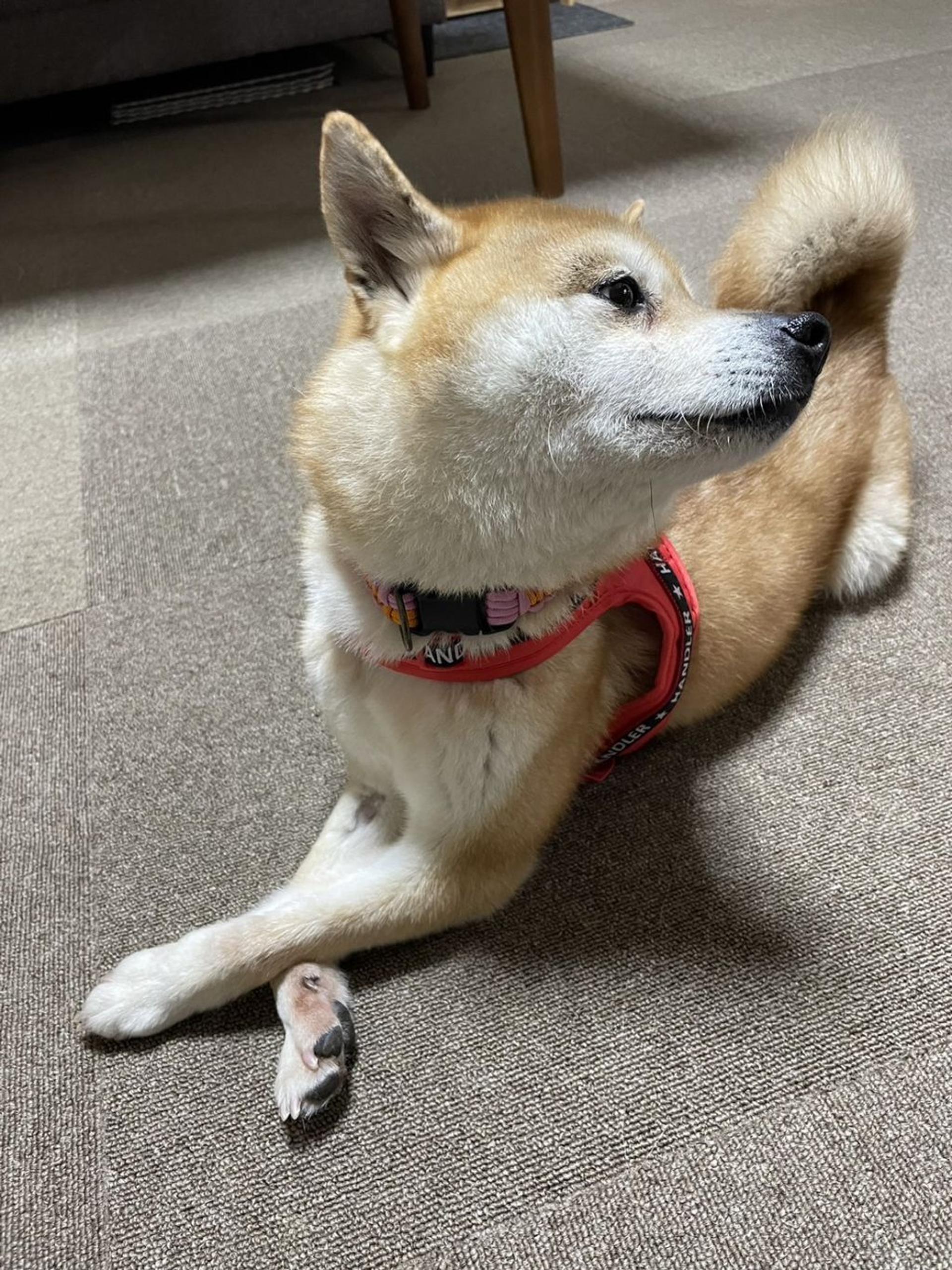 pet-image-5