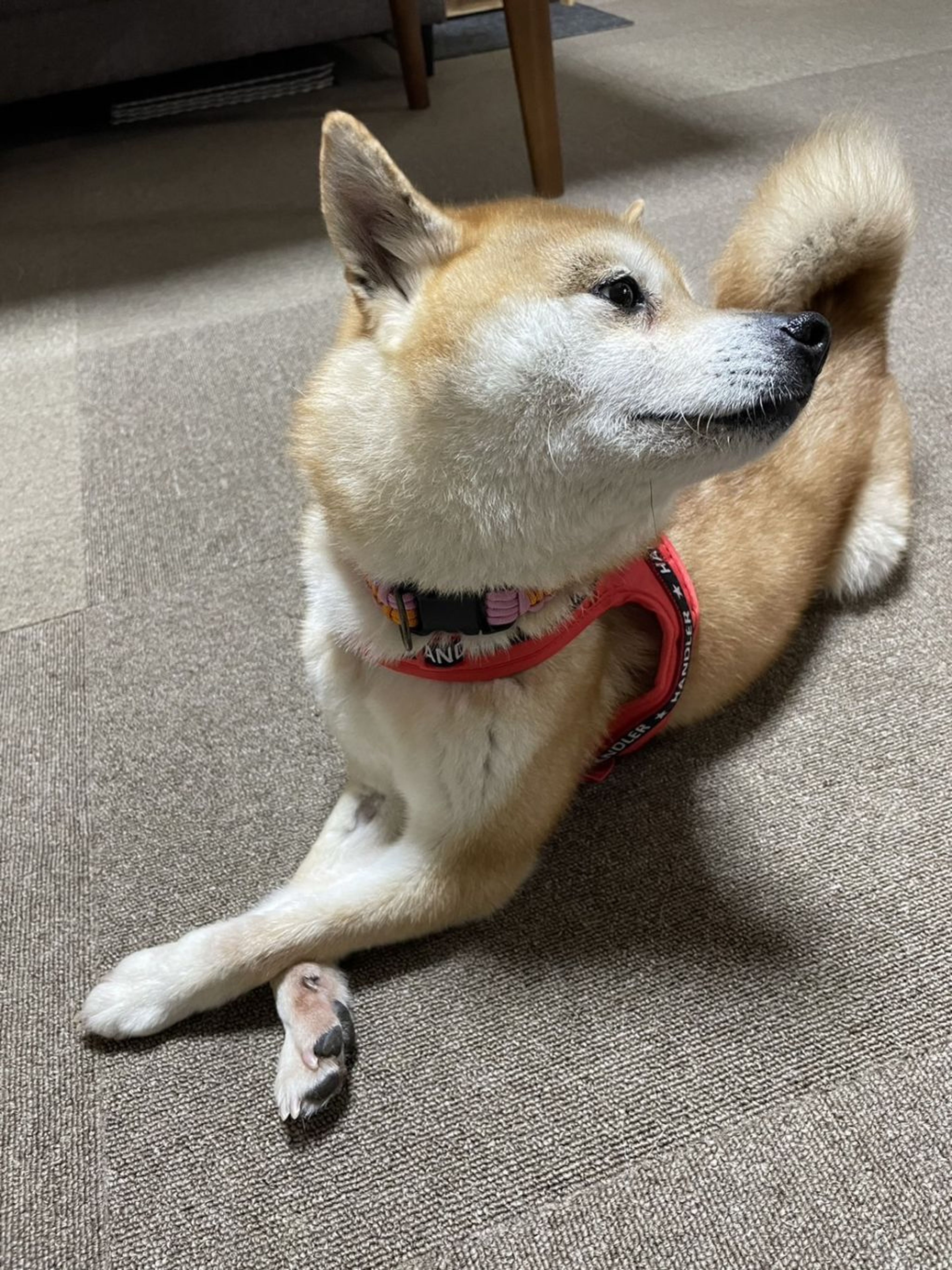 pet-image-5