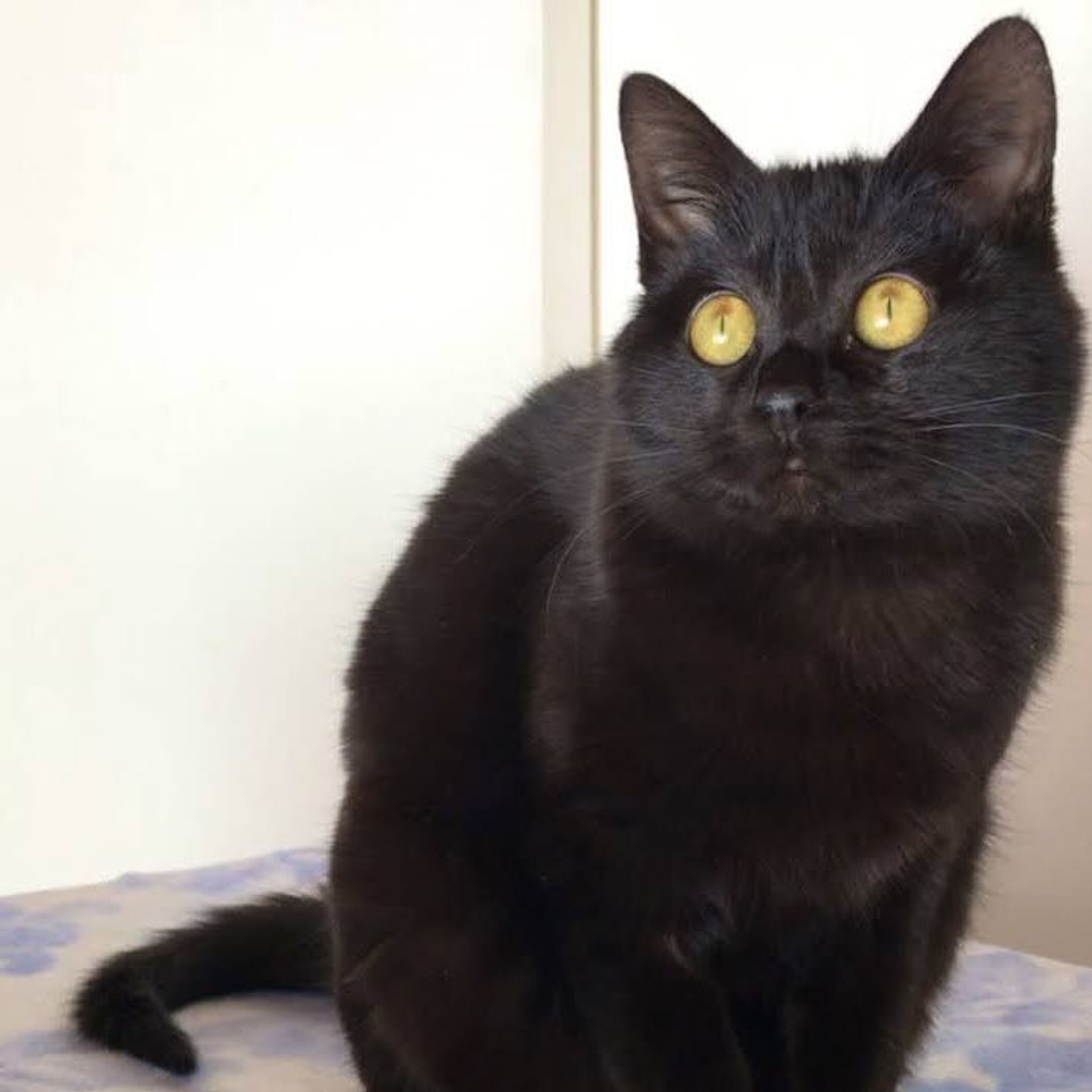 雑種（ミックス猫）・メスの里親募集の写真