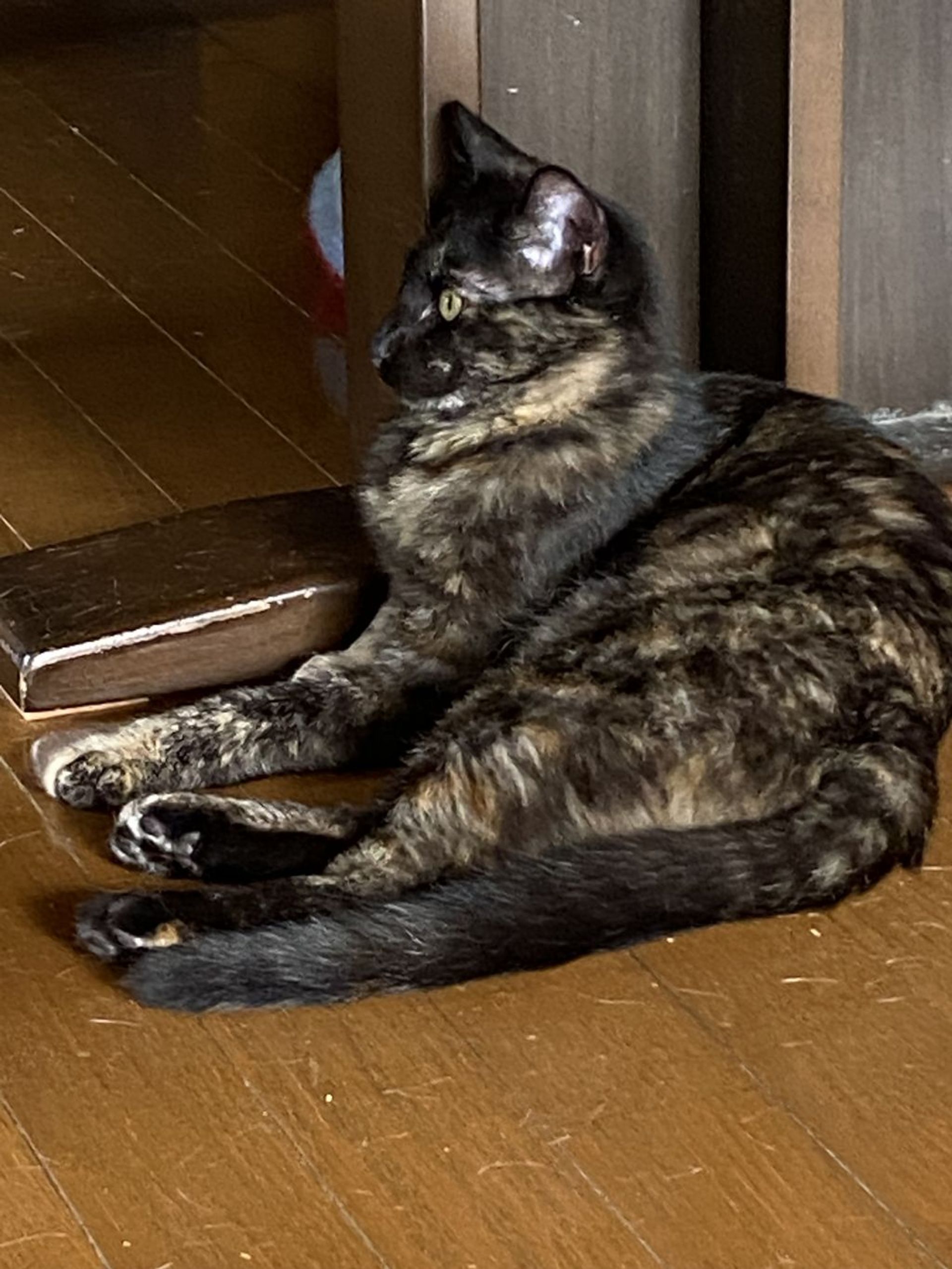 雑種（ミックス猫）・メスの里親募集の写真
