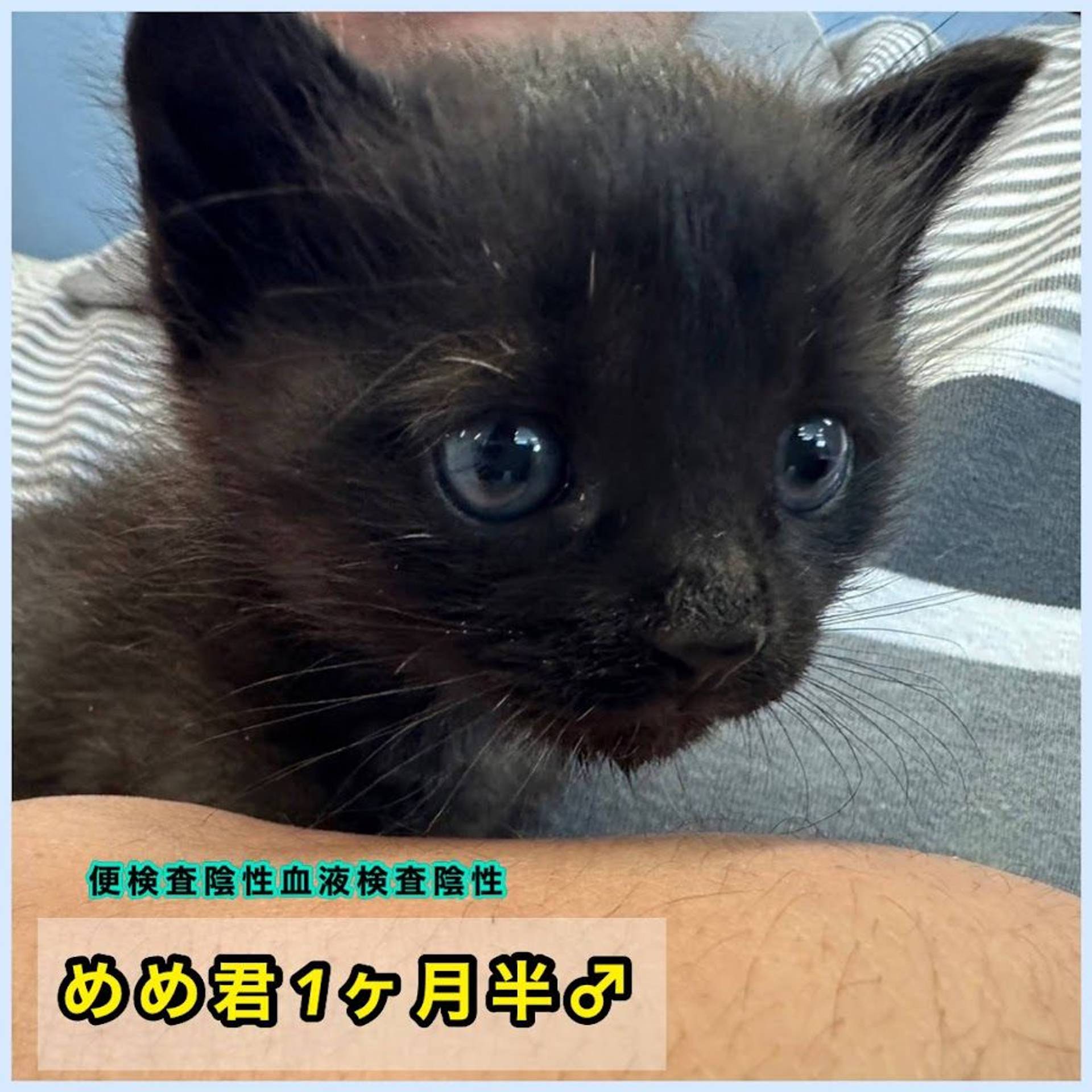雑種（ミックス猫）・オスの里親募集の写真