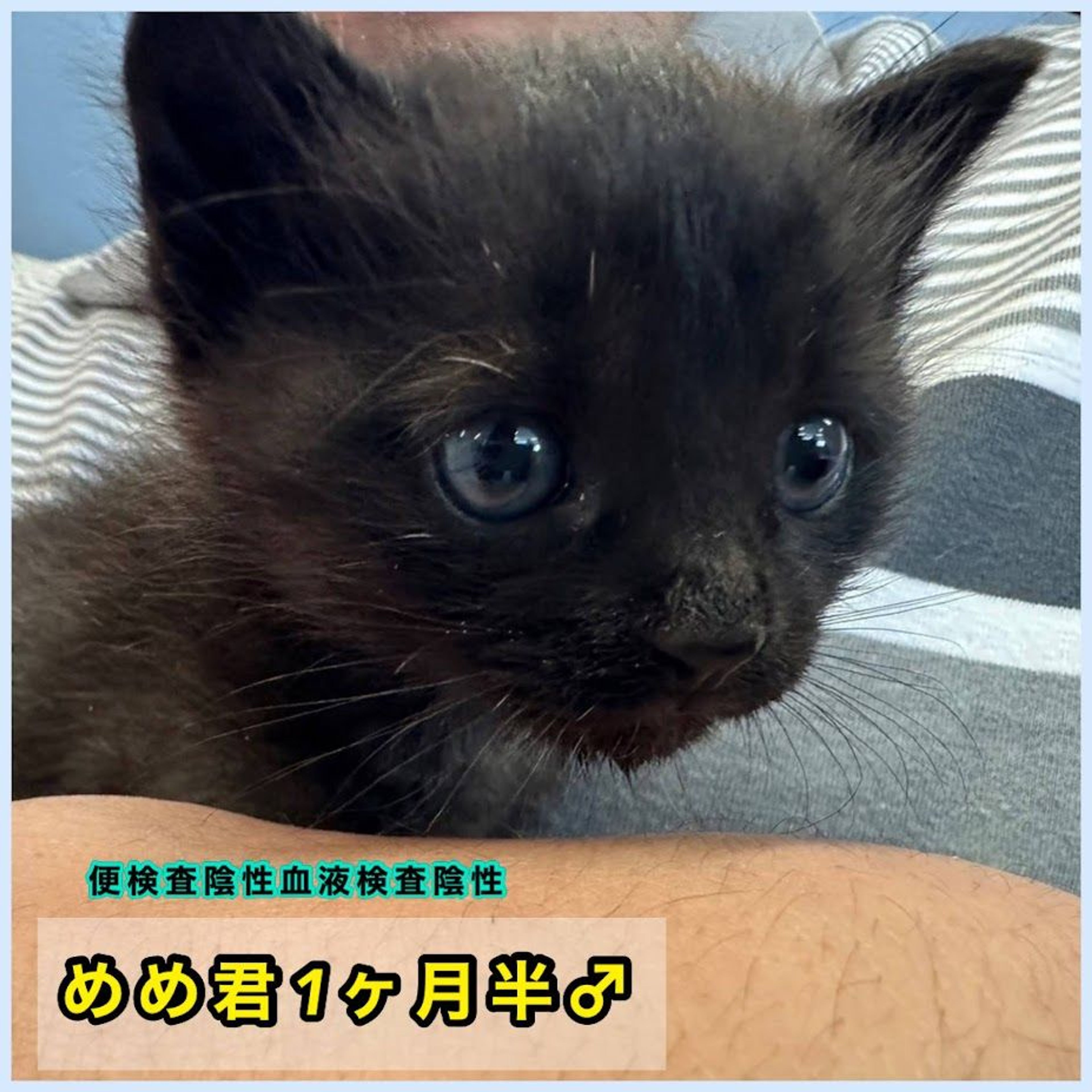 雑種（ミックス猫）・オスの里親募集の写真