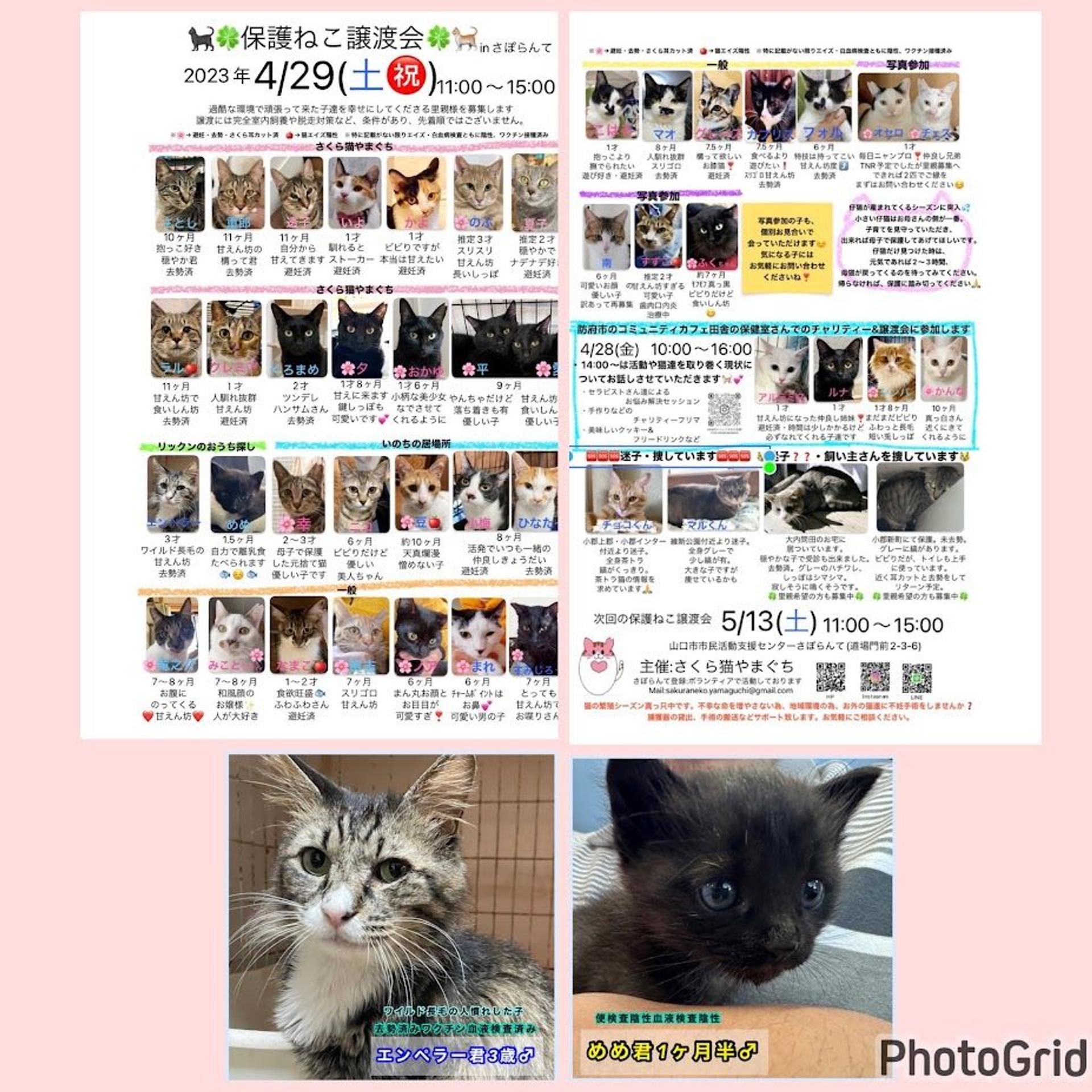 pet-image-6
