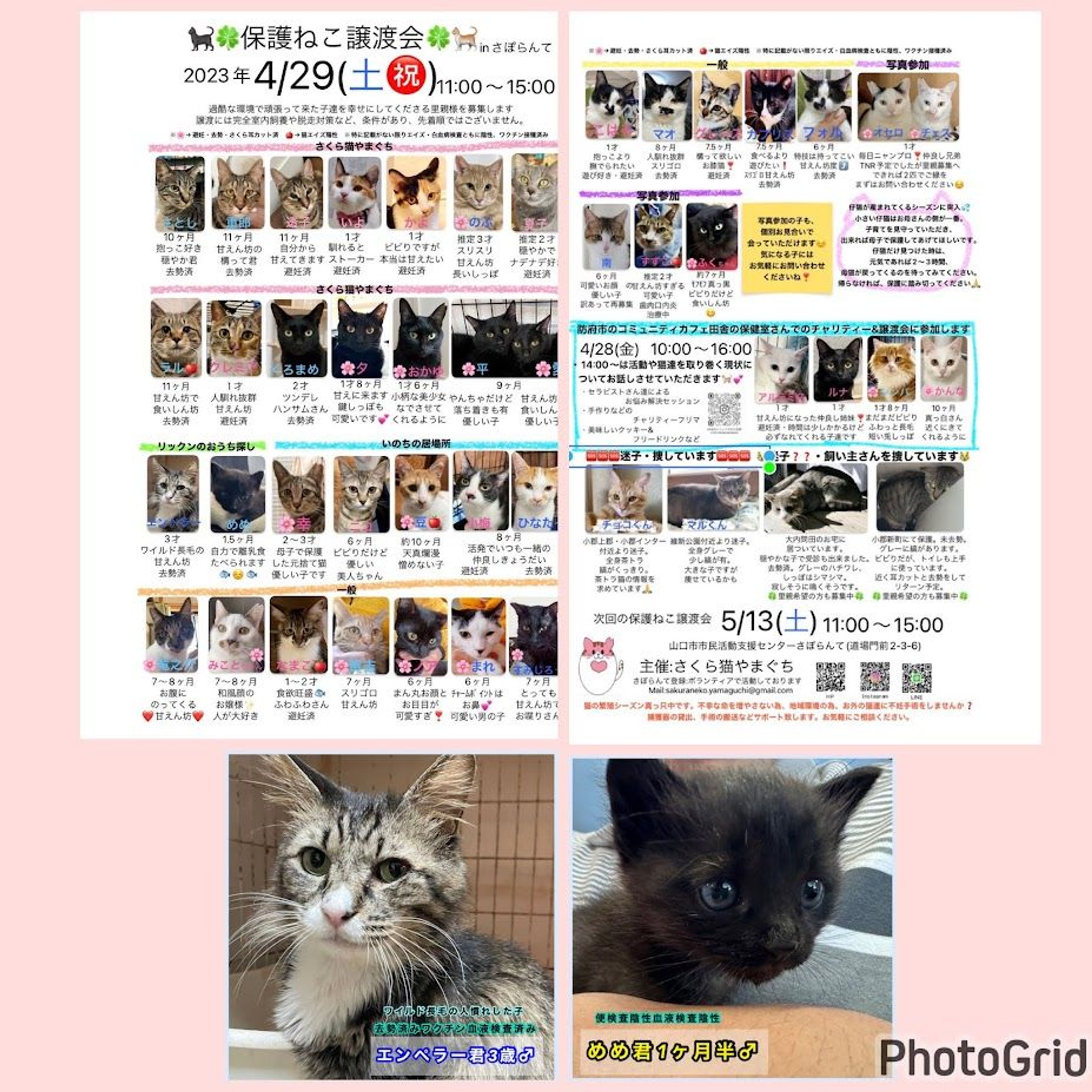 pet-image-6
