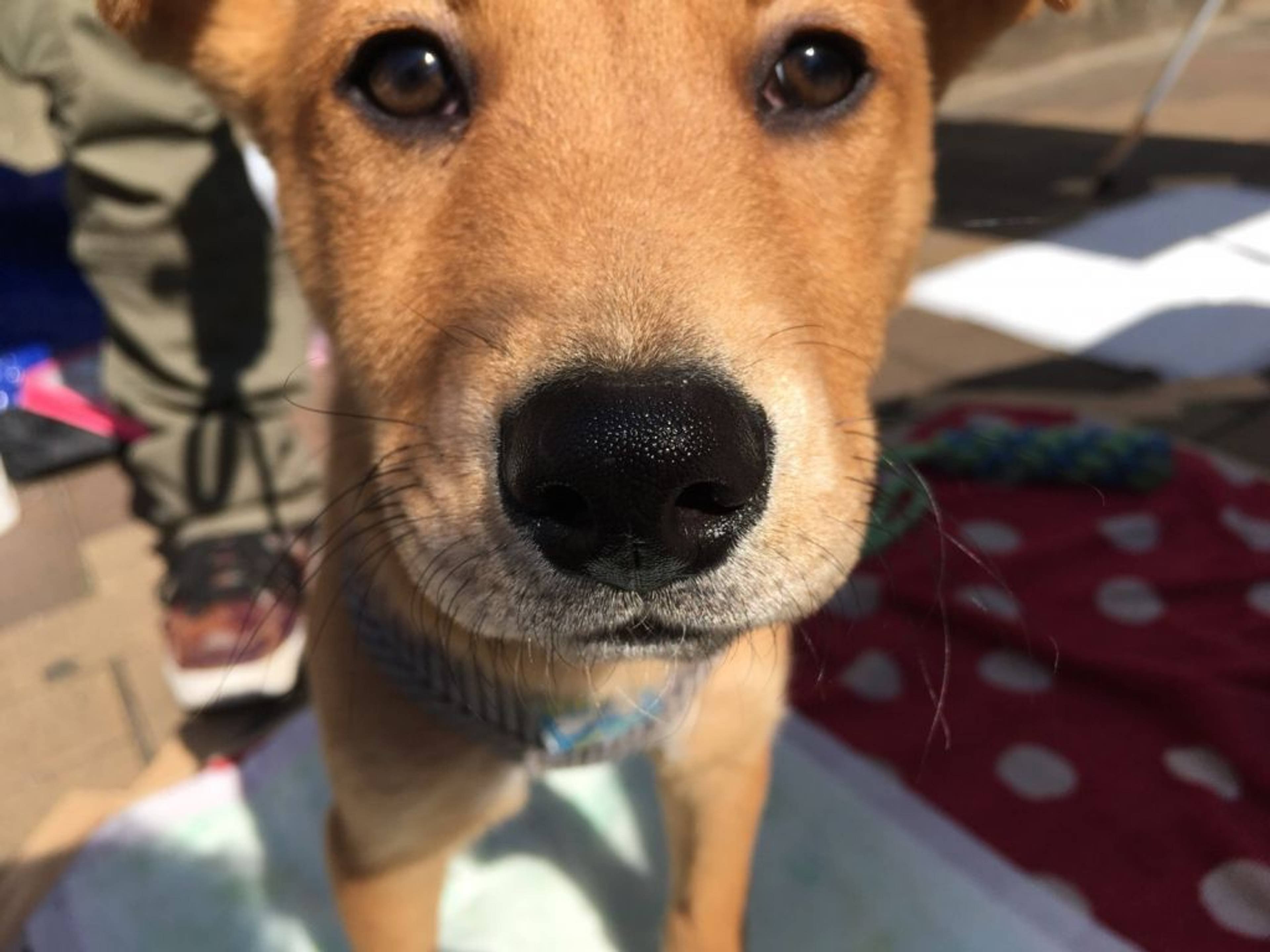 雑種（ミックス犬）・オスの里親募集の写真