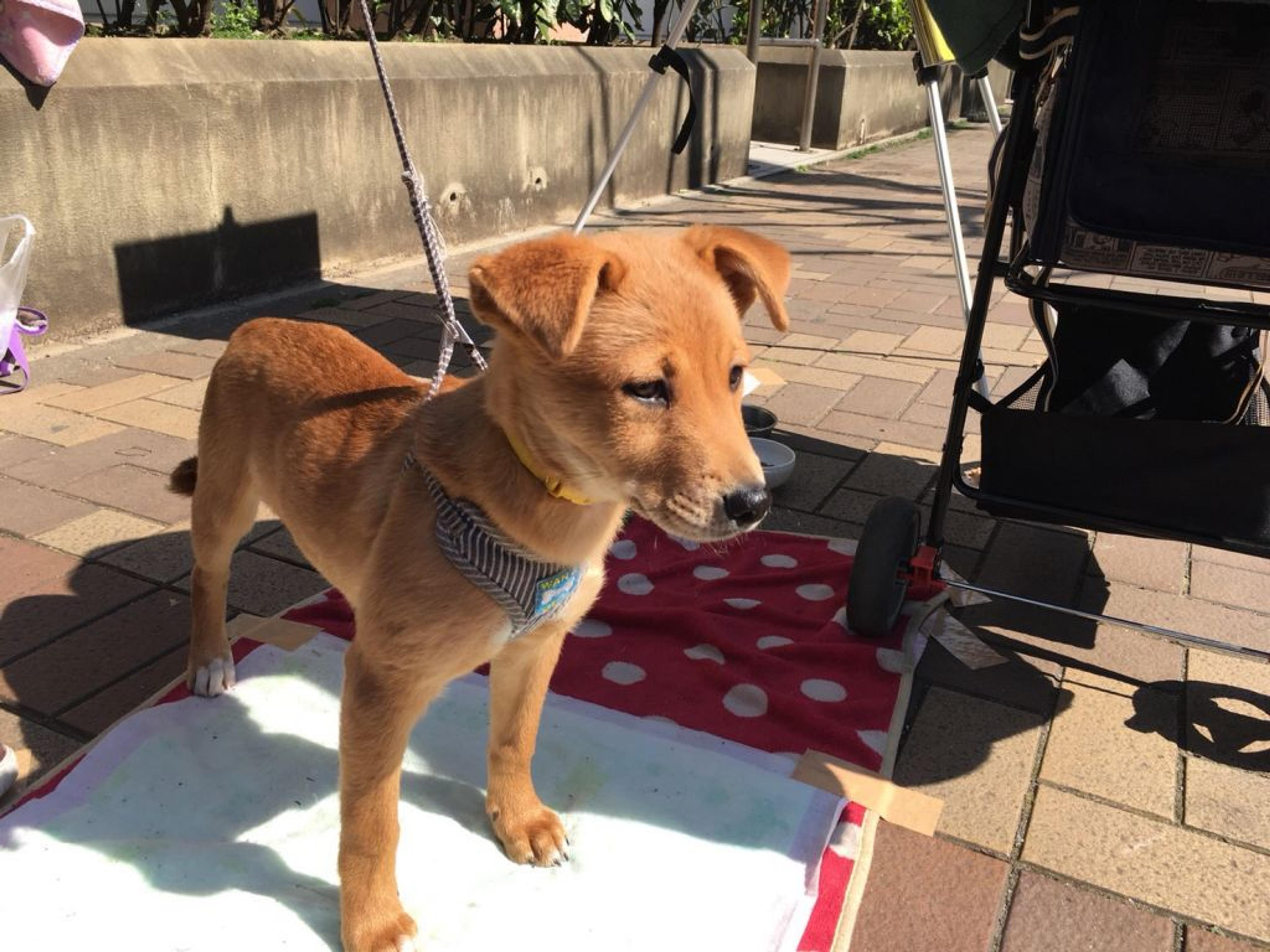pet-image-2
