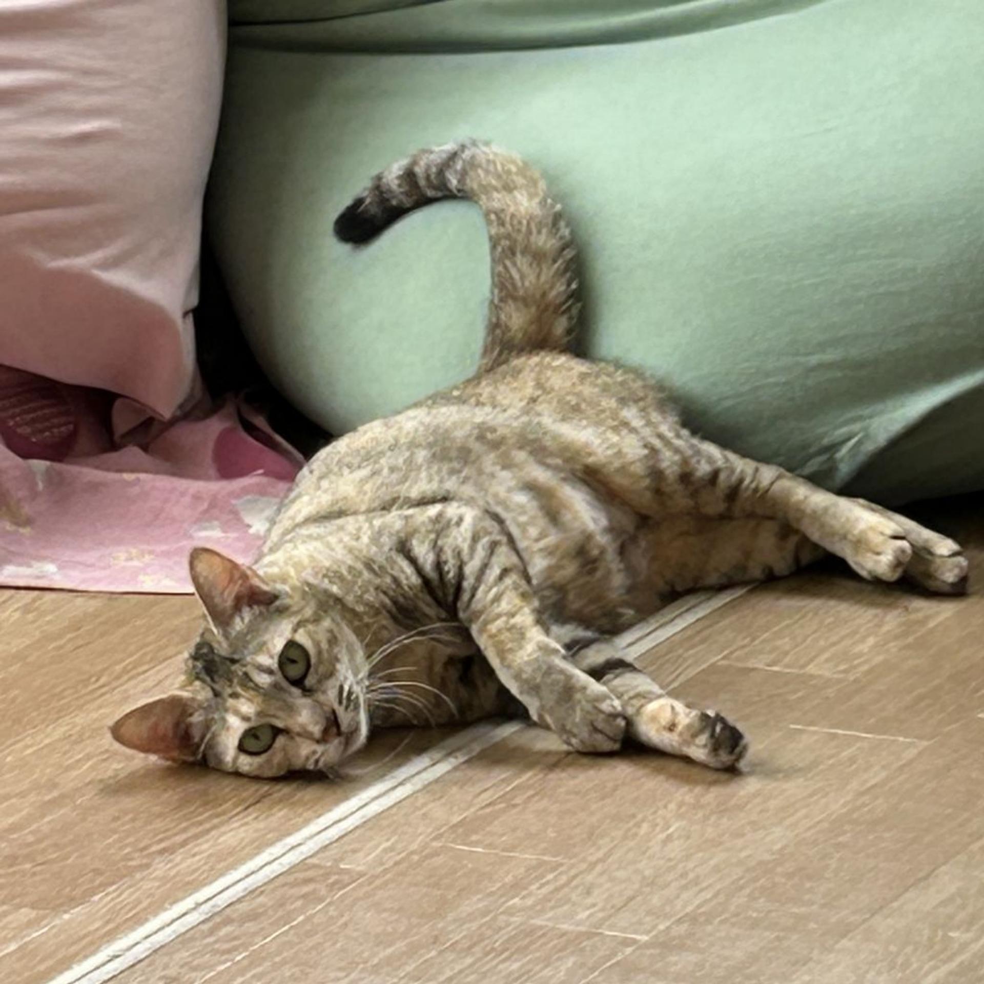 pet-image-3