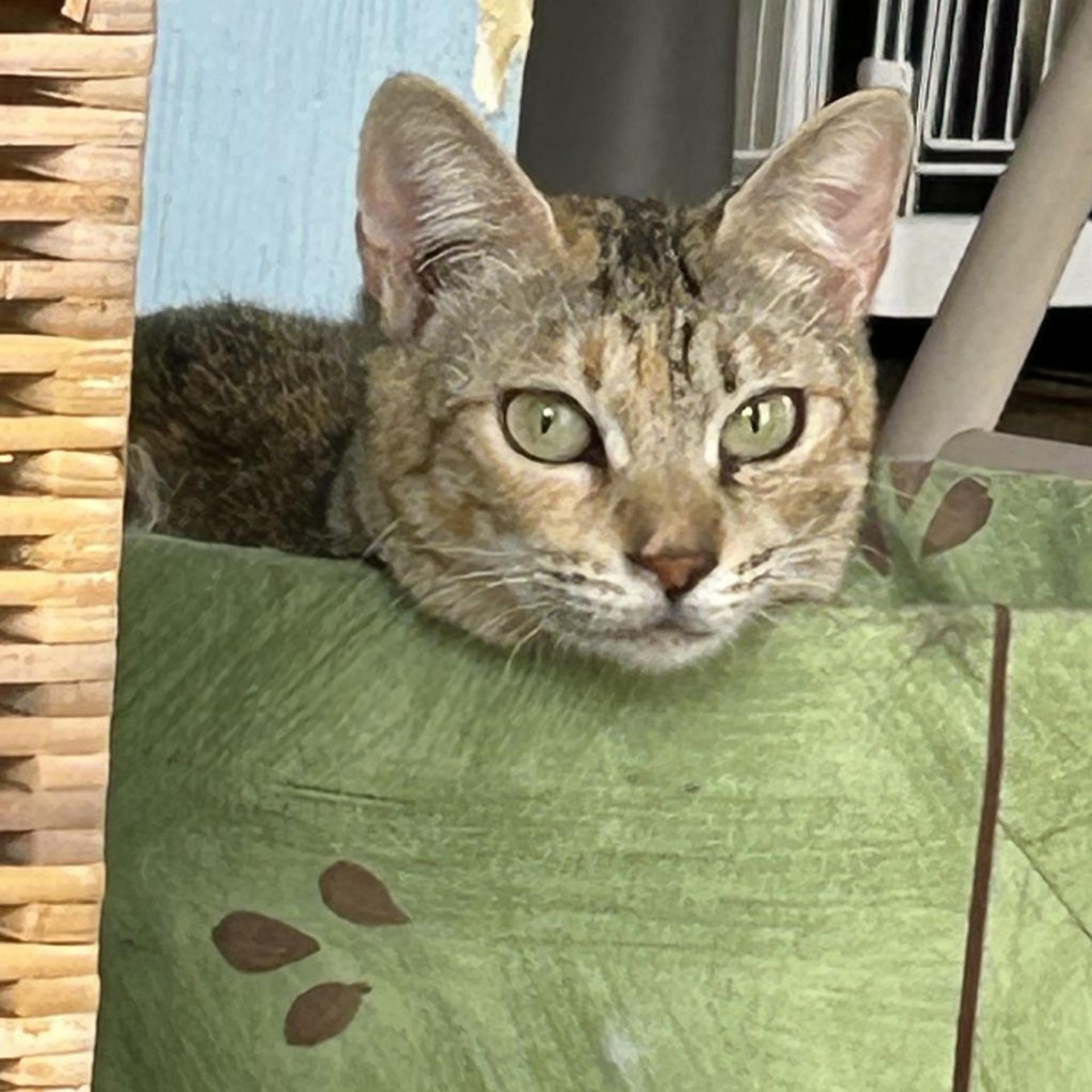 pet-image-4