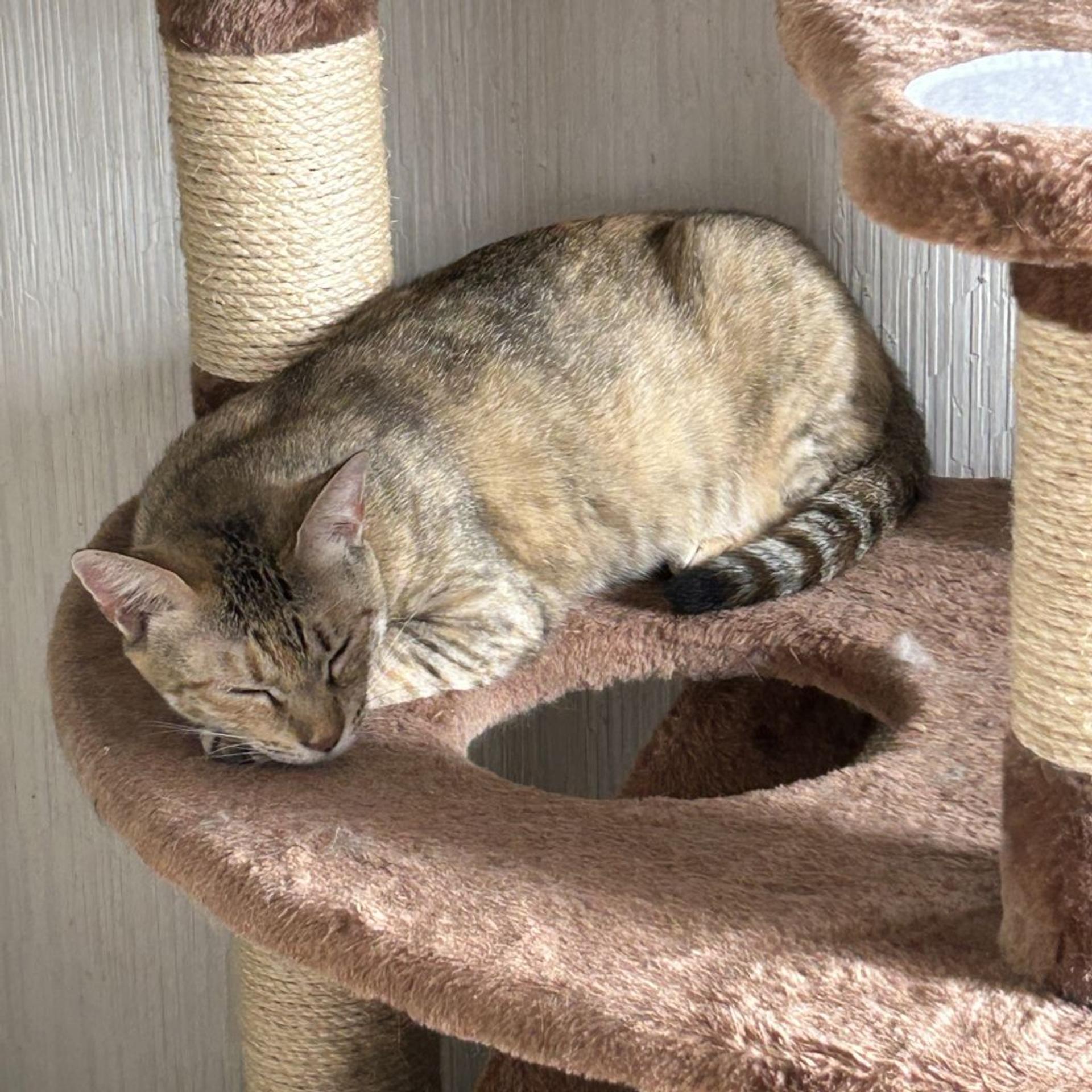 pet-image-6