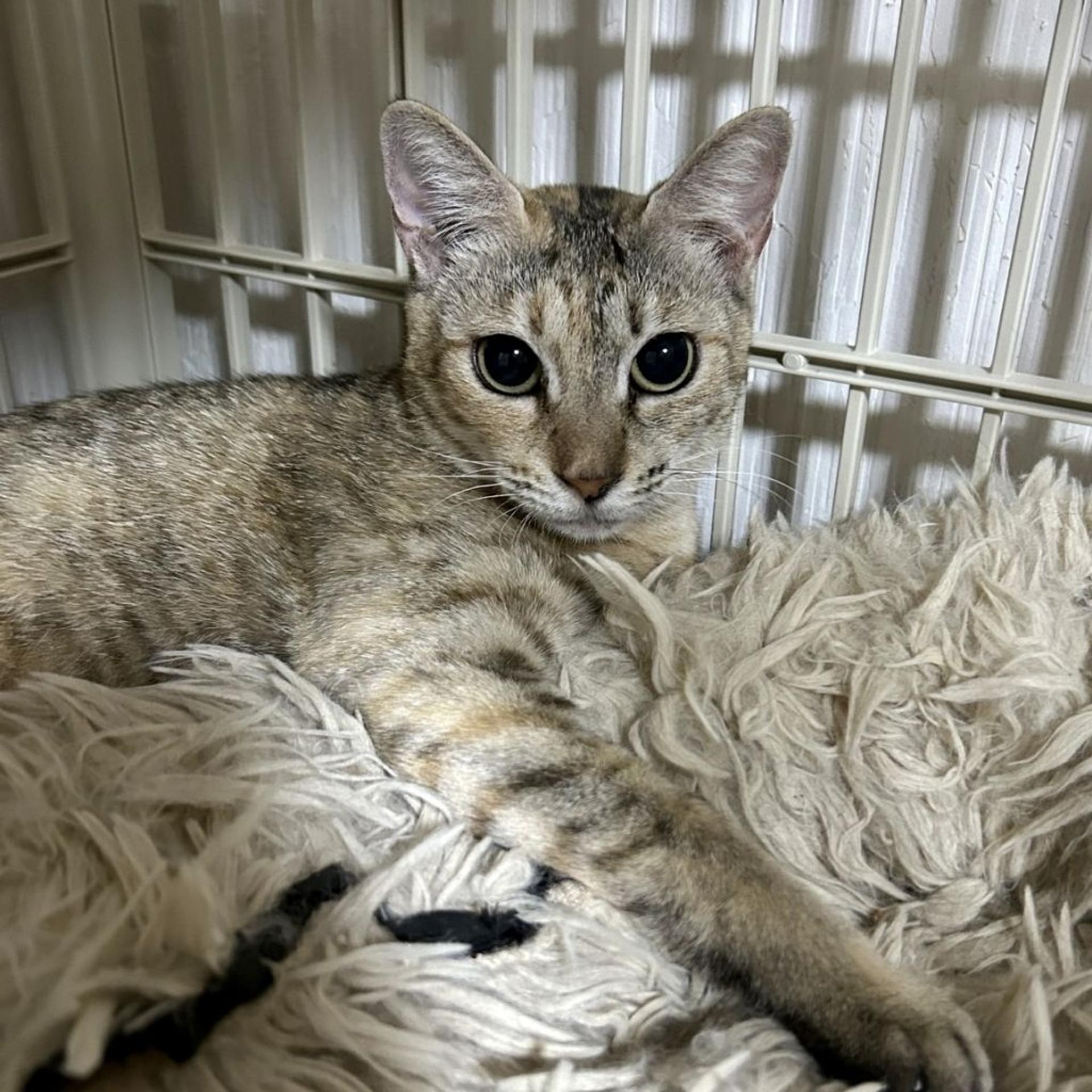 pet-image-8