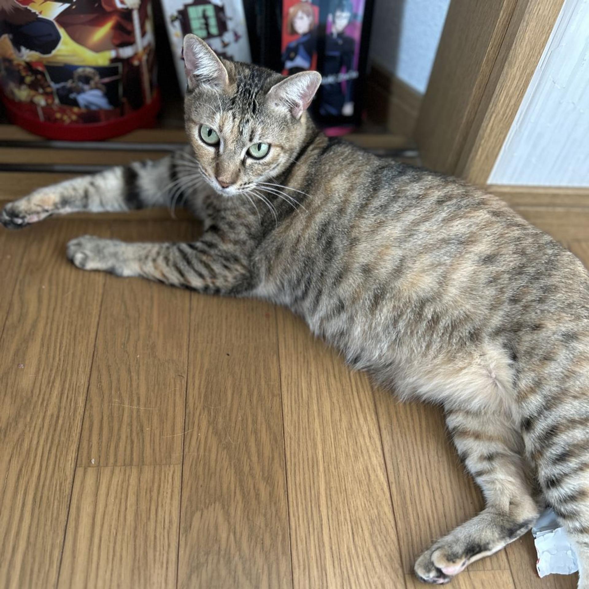pet-image-2
